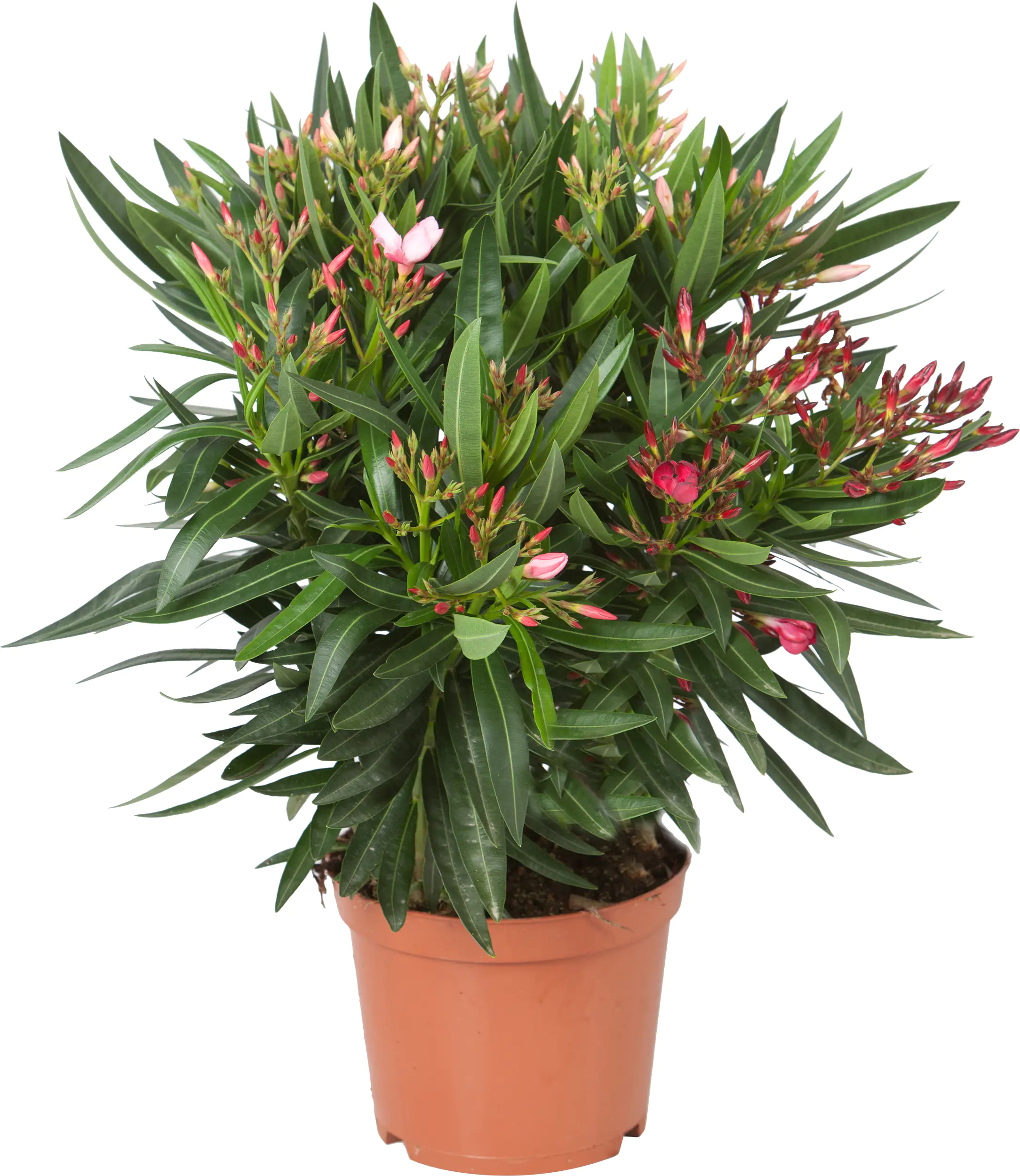 Rosenlorbeer Oleander Busch H 50 - 60 cm 19 cm Topf Rosenlorbeer Oleander Busch H 50 - 60 cm 19 cm Topf