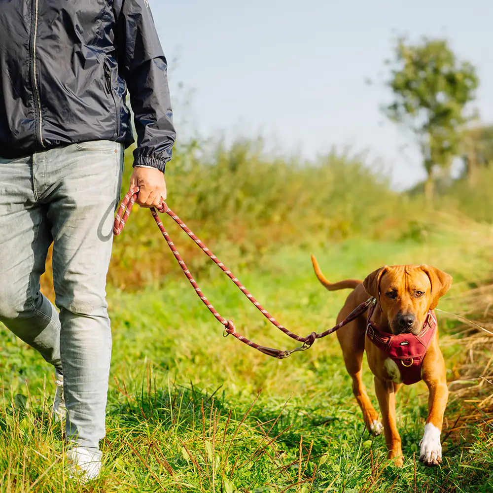 Nobby Hundegeschirr Sporty mit Griff rot