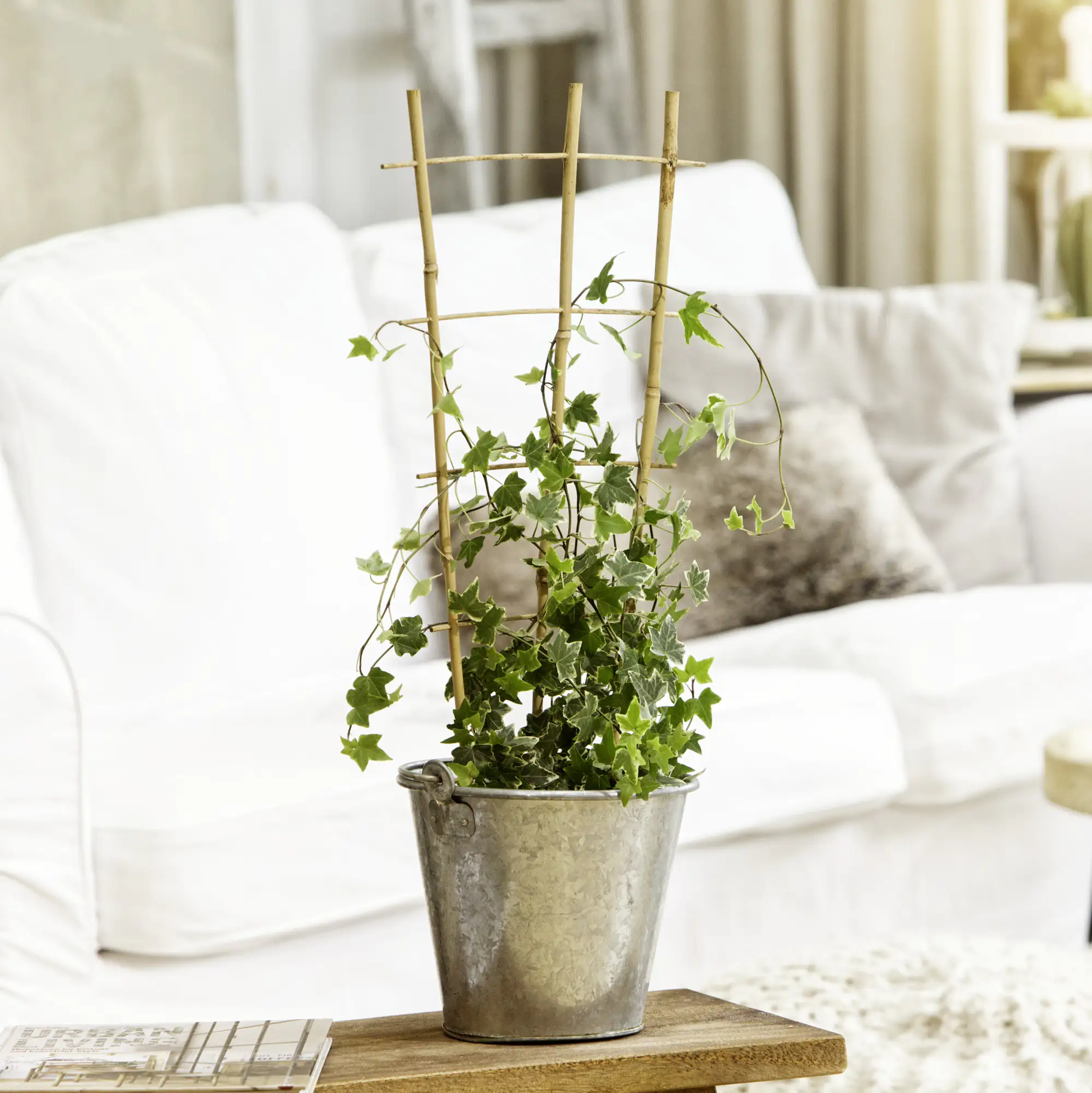 Windhager Rankgitter 32 x 85 cm, bambus