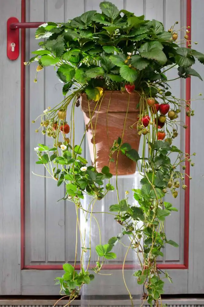 Erdbeere Meraldo 10 cm Topf