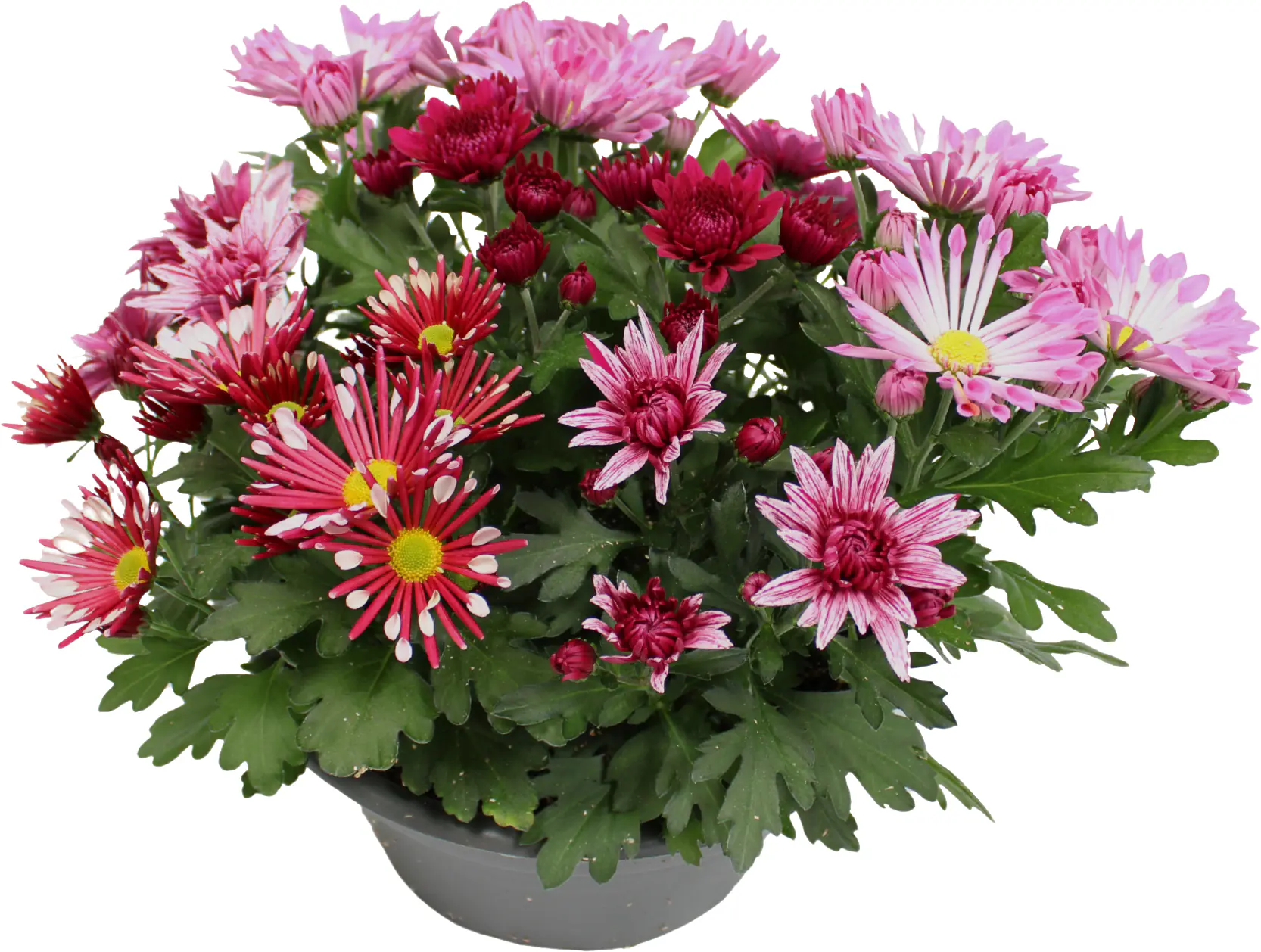 Chrysantheme Cocktail mehrfarbig 23 cm Topf Chrysantheme Cocktail mehrfarbig 23 cm Topf