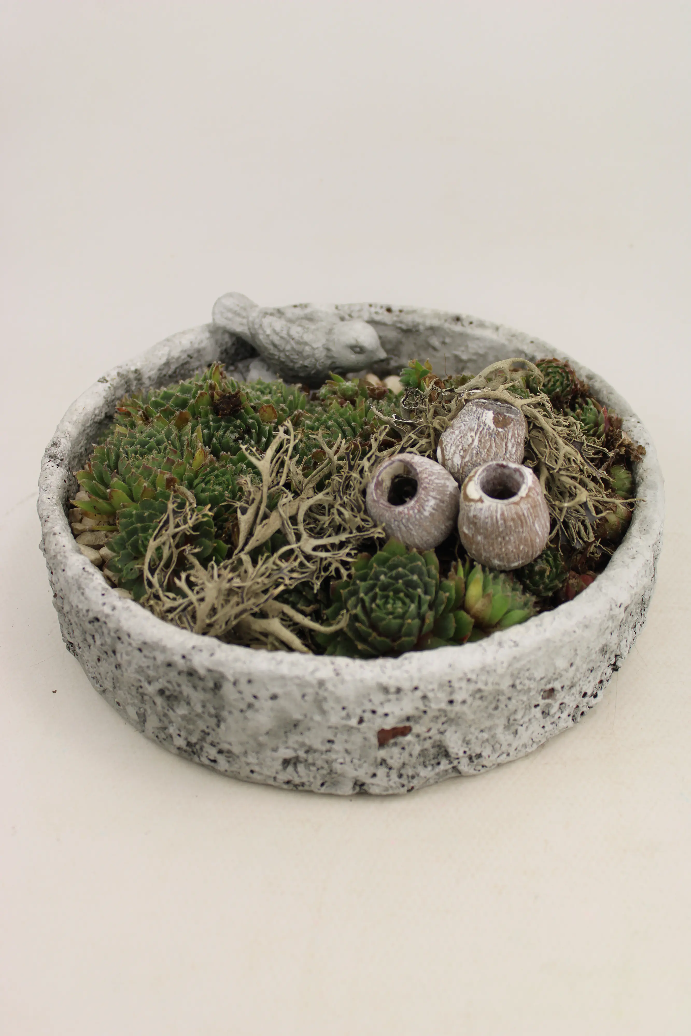 Arrangement Outdoor Sempervivum Schale 20 cm