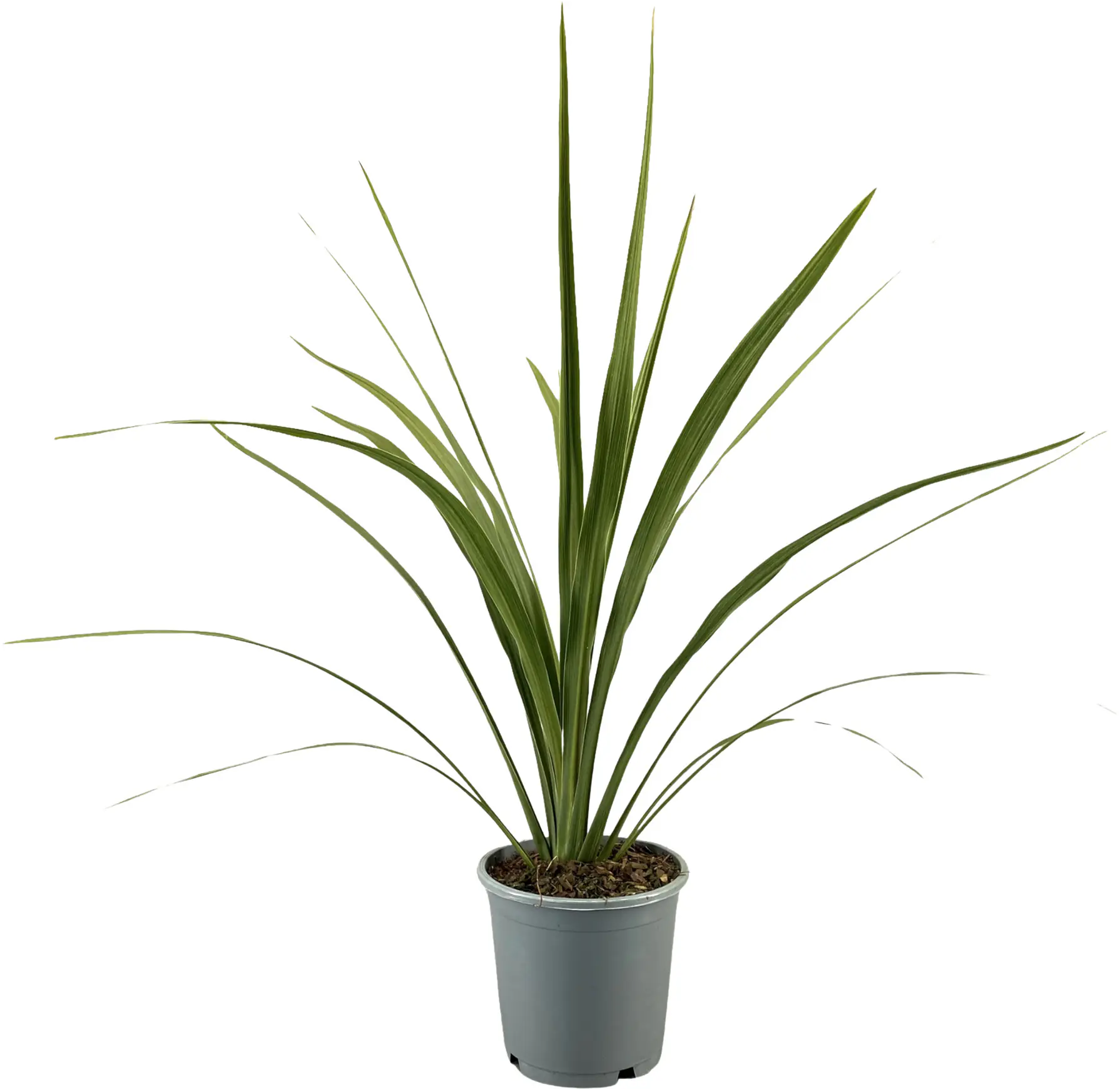 Keulenlilie Cordyline Australis 13 cm Topf