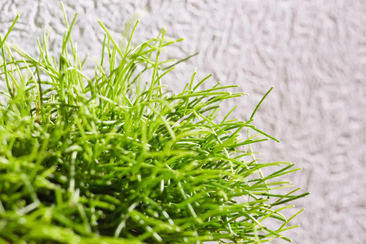 4000599003914_5 Erfurt Vliesfaser Maxx Premium Nautilus 202 weiß 12,5 x 0,53 m