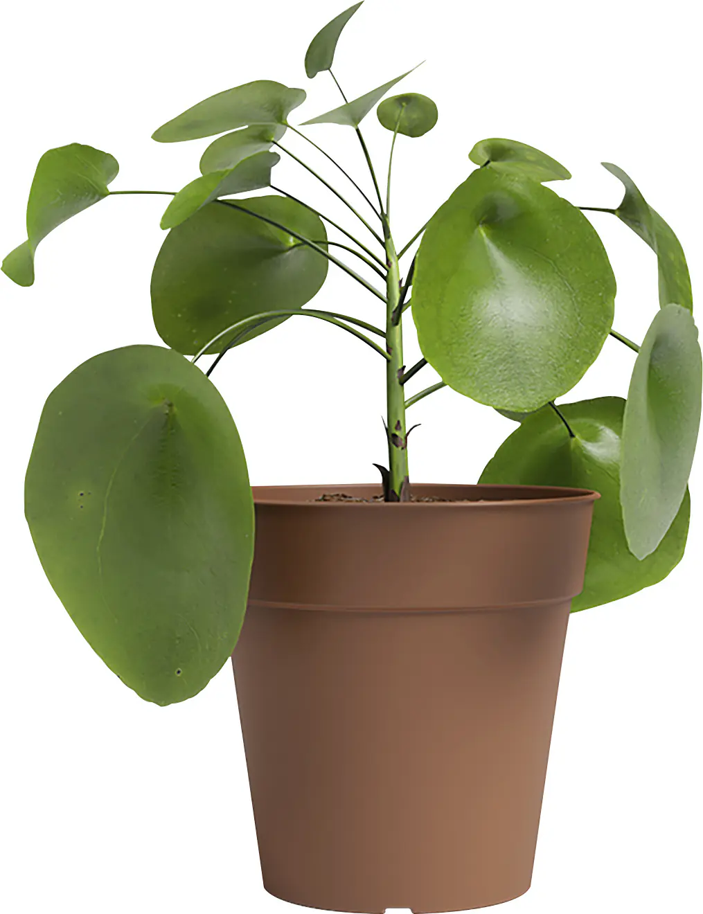 Artevasi Anzuchttopf Madagascar Kunststoff terrakotta Ø 40 x 39 cm 