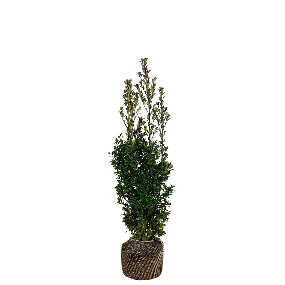 Stechpalme Ilex merservae Heckenstar H 100 - 120 cm, 20 Stück