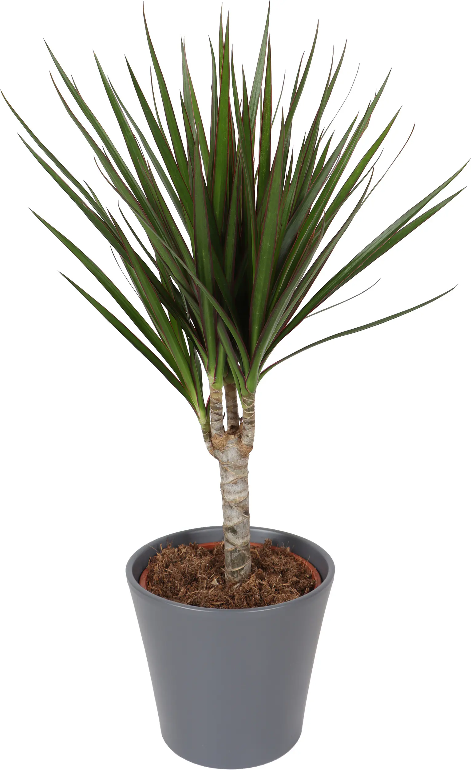 Grünpflanzen inklusive 14 cm Topf