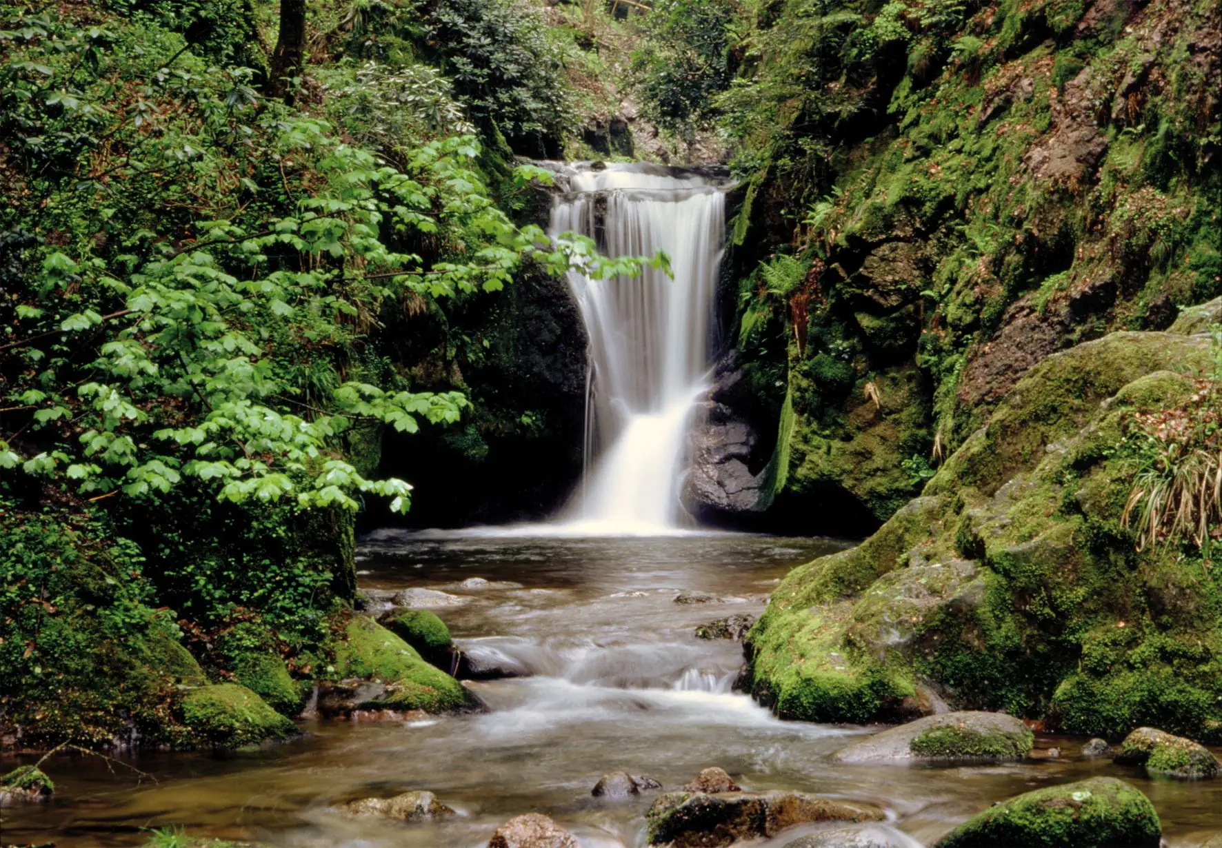 papermoon Vlies- Fototapete Digitaldruck 350 x 260 cm Waldbach