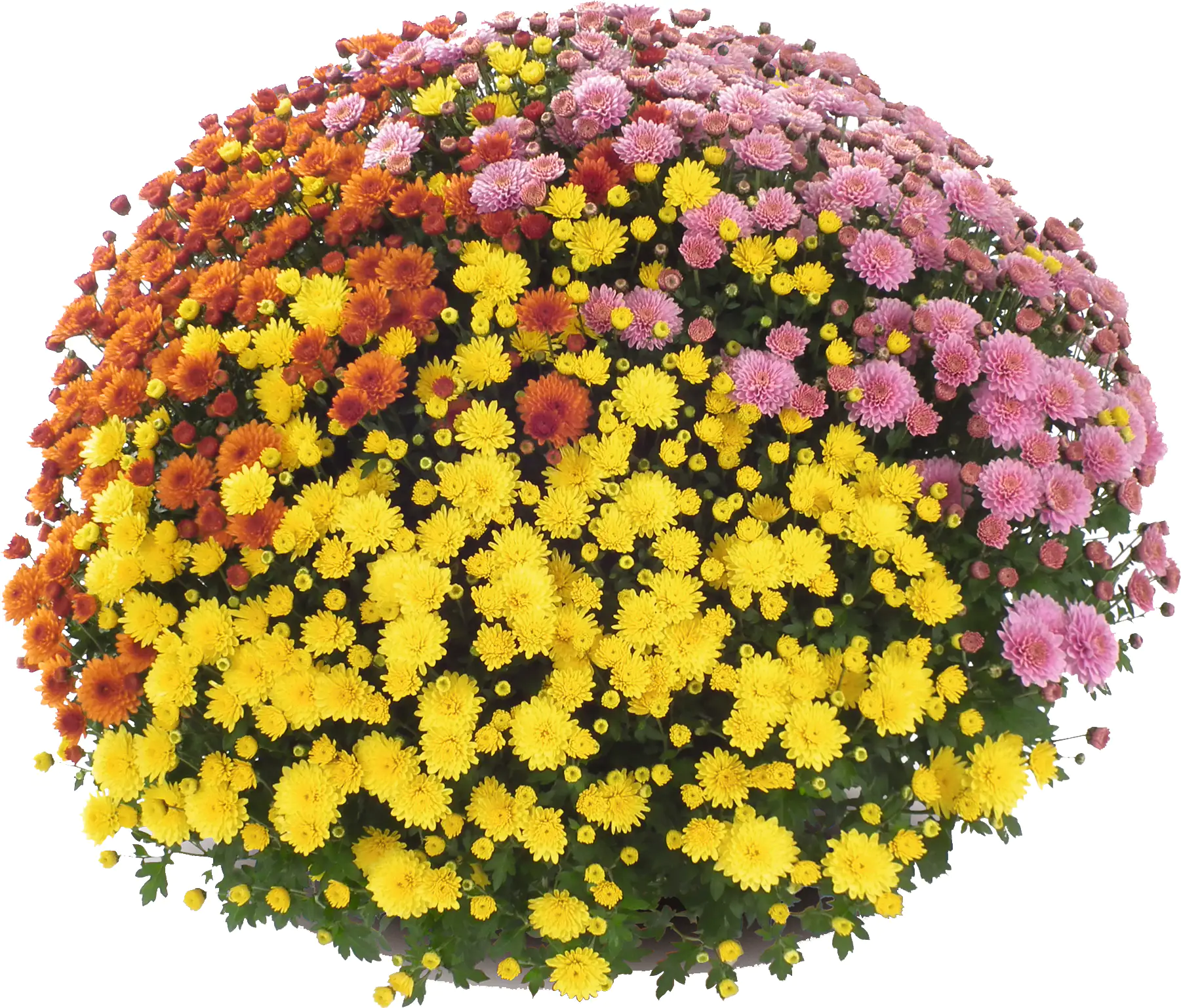 8717432564582_03 Chrysanthemen Busch Ø 45 cm 19 cm Topf
