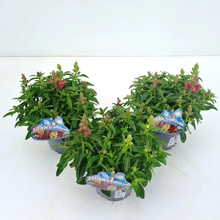 Löwenmäulchen Antirrhinum majus 13 cm Topf