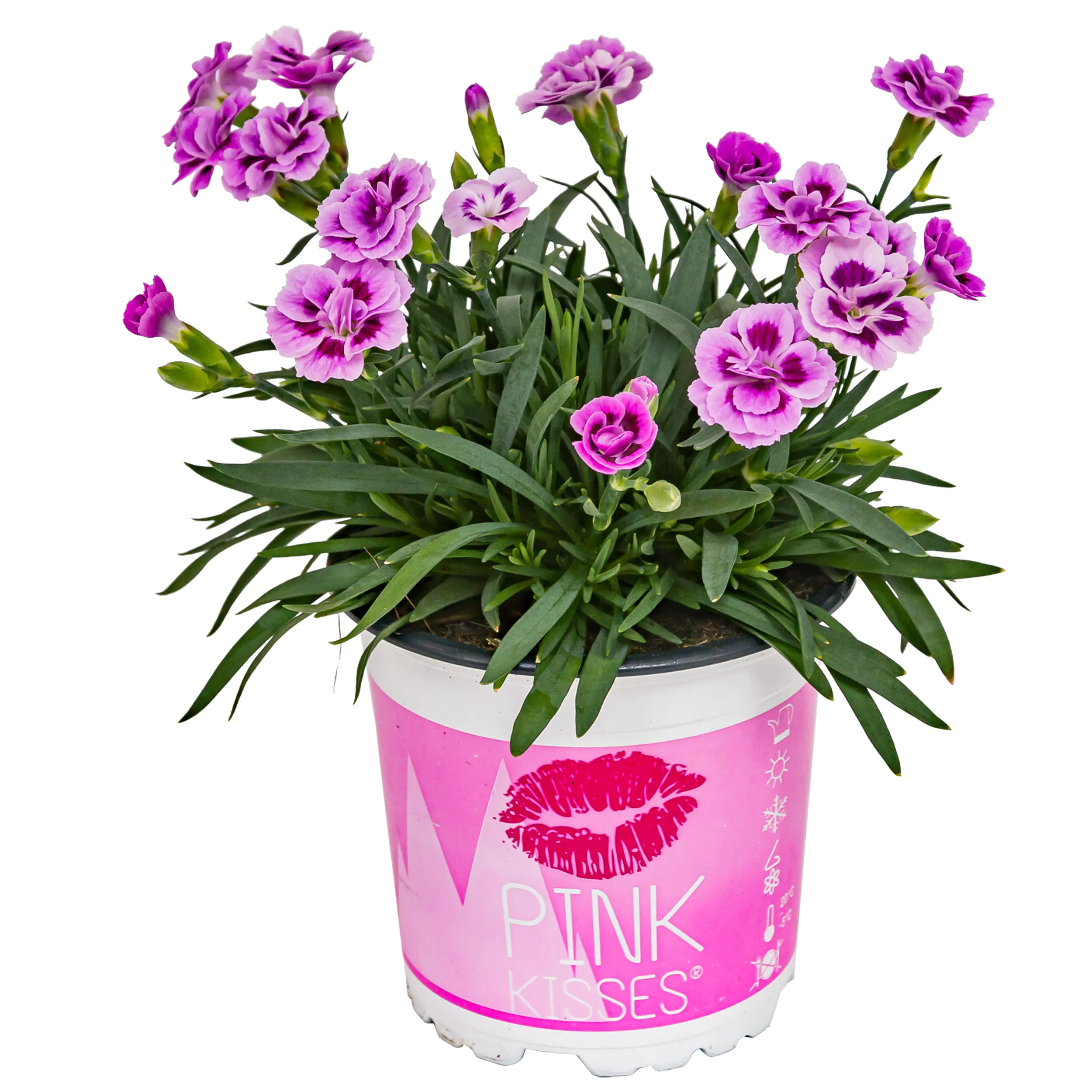 Nelke Dianthus Pink Kisses 10,5 cm Topf