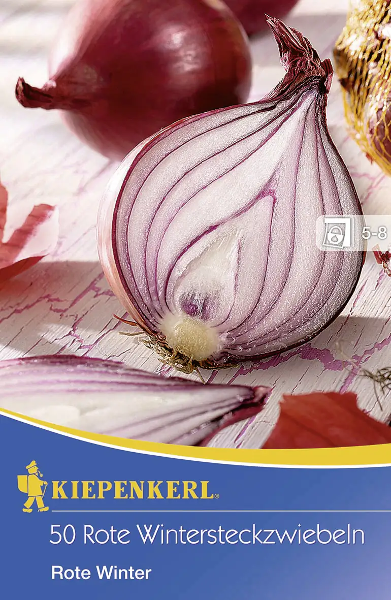 Kiepenkerl Wintersteckzwiebel Rote Winter 50 Pflanzen