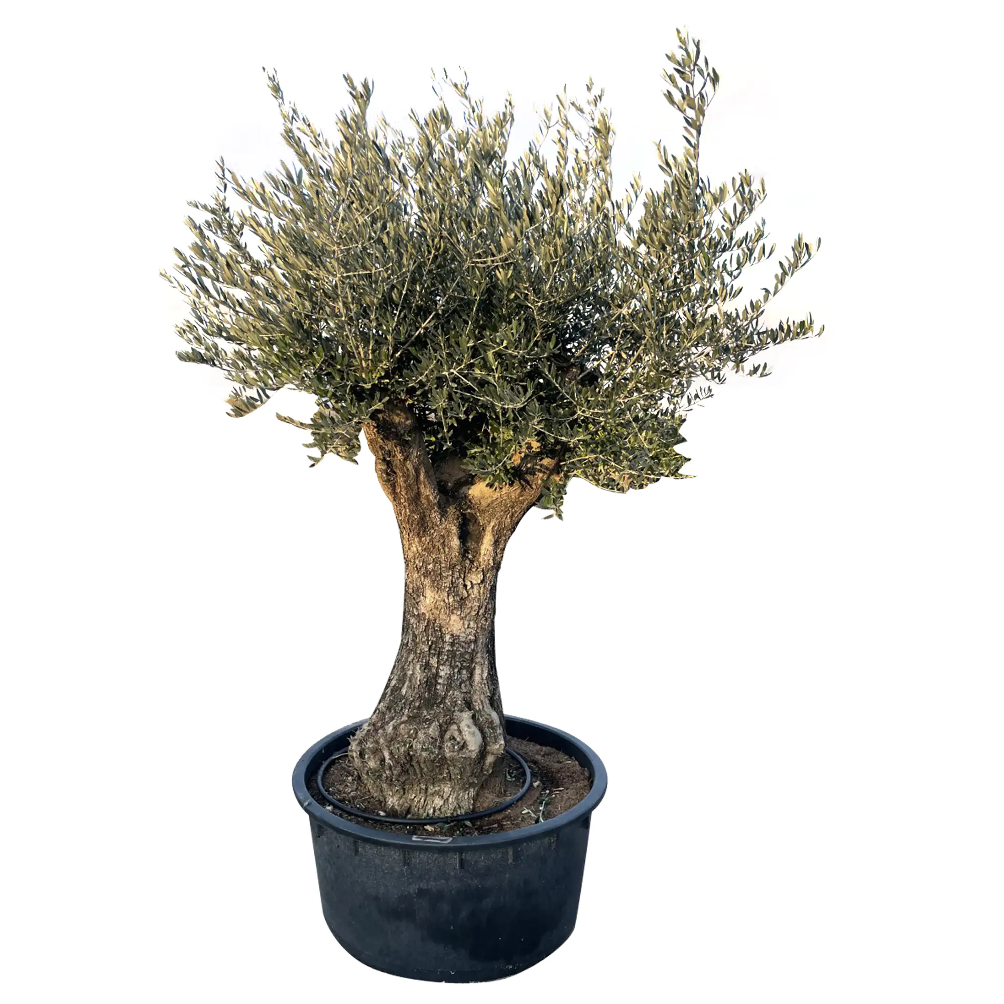 Olivenbaum Olea Europeana H ca 200 cm 230 L Container