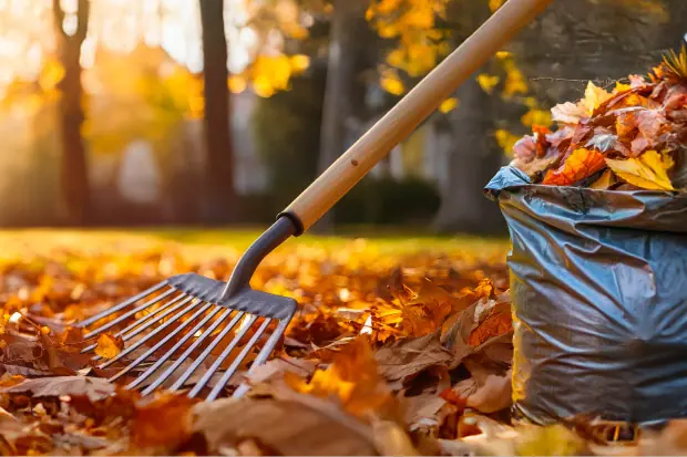 Laubrechen mit Holzstiel und voller Müllsack mit Herbstlaub in einem Garten bei Sonnenuntergang
