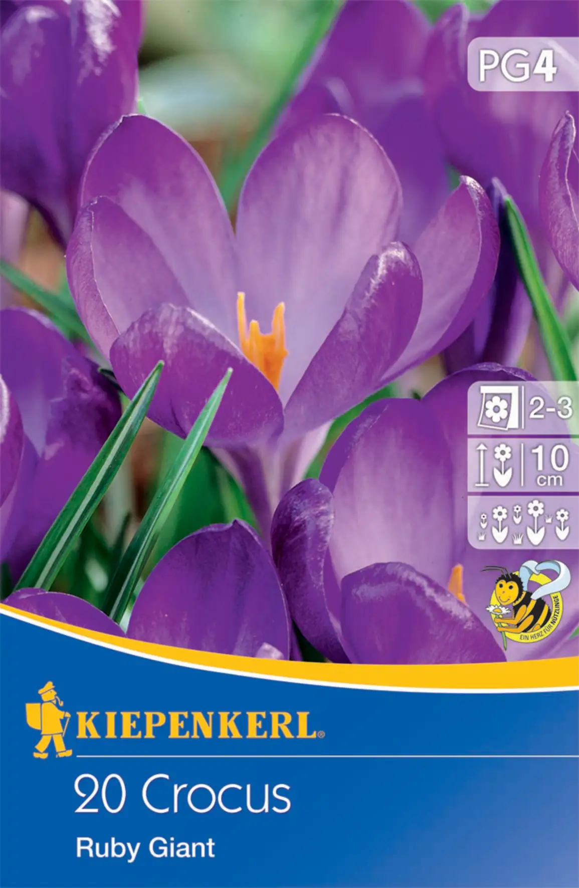 Kiepenkerl Blumenzwiebel Wildkrokus Ruby Giant Crocus tommasinianus Inhalt: 20 Stück