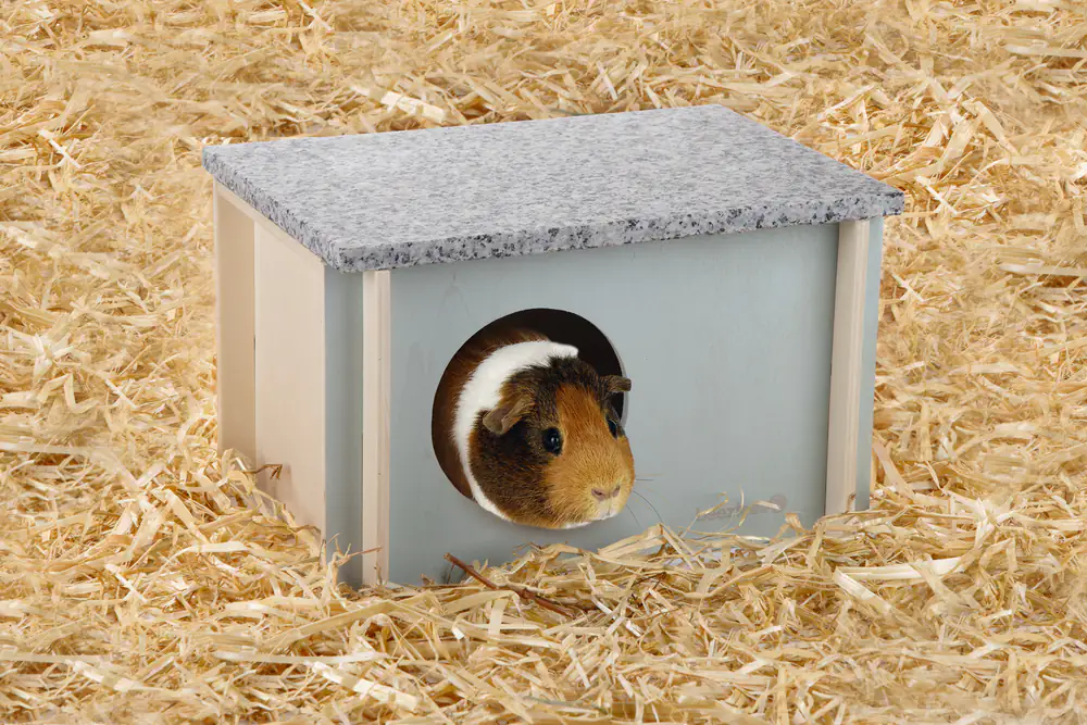 Beeztees Nagerhaus Cico 