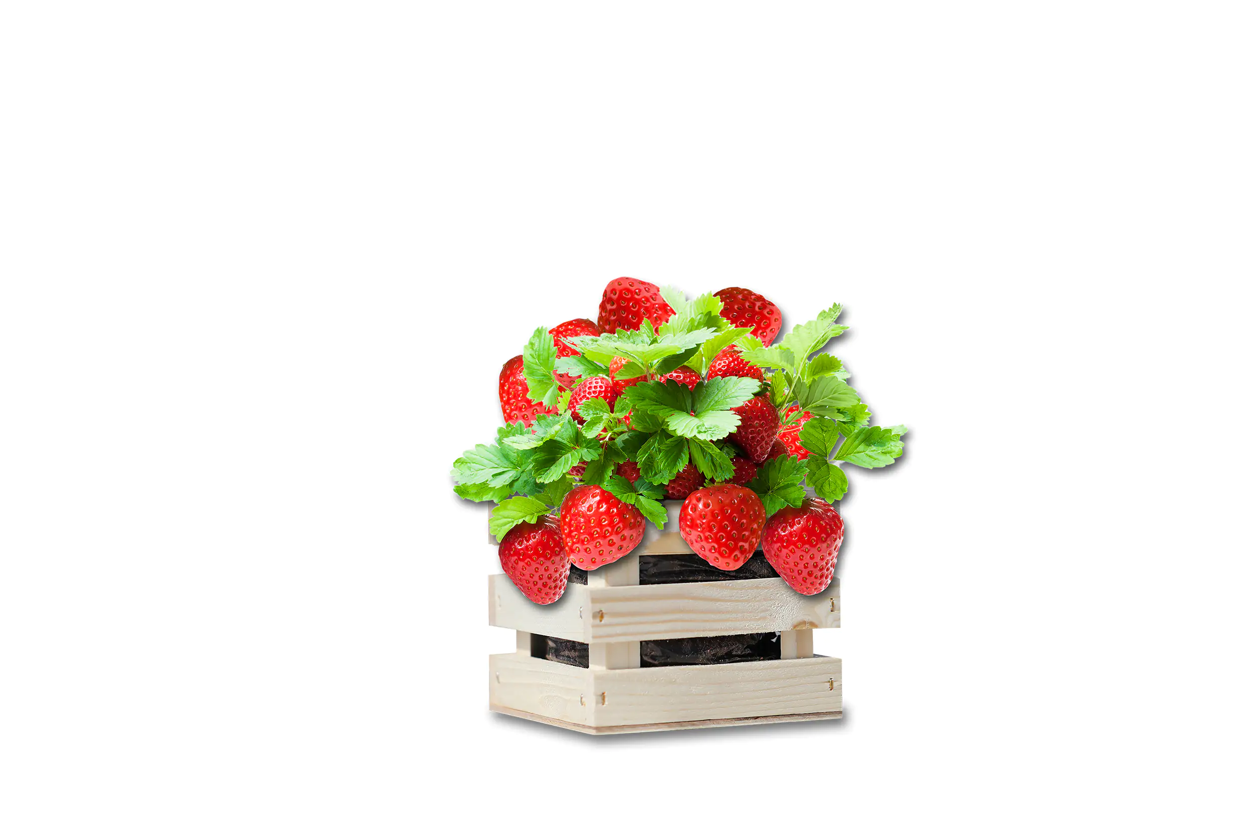Baza Seeds Garden Box riesige Erdbeere Baza Seeds Garden Box riesige Erdbeere