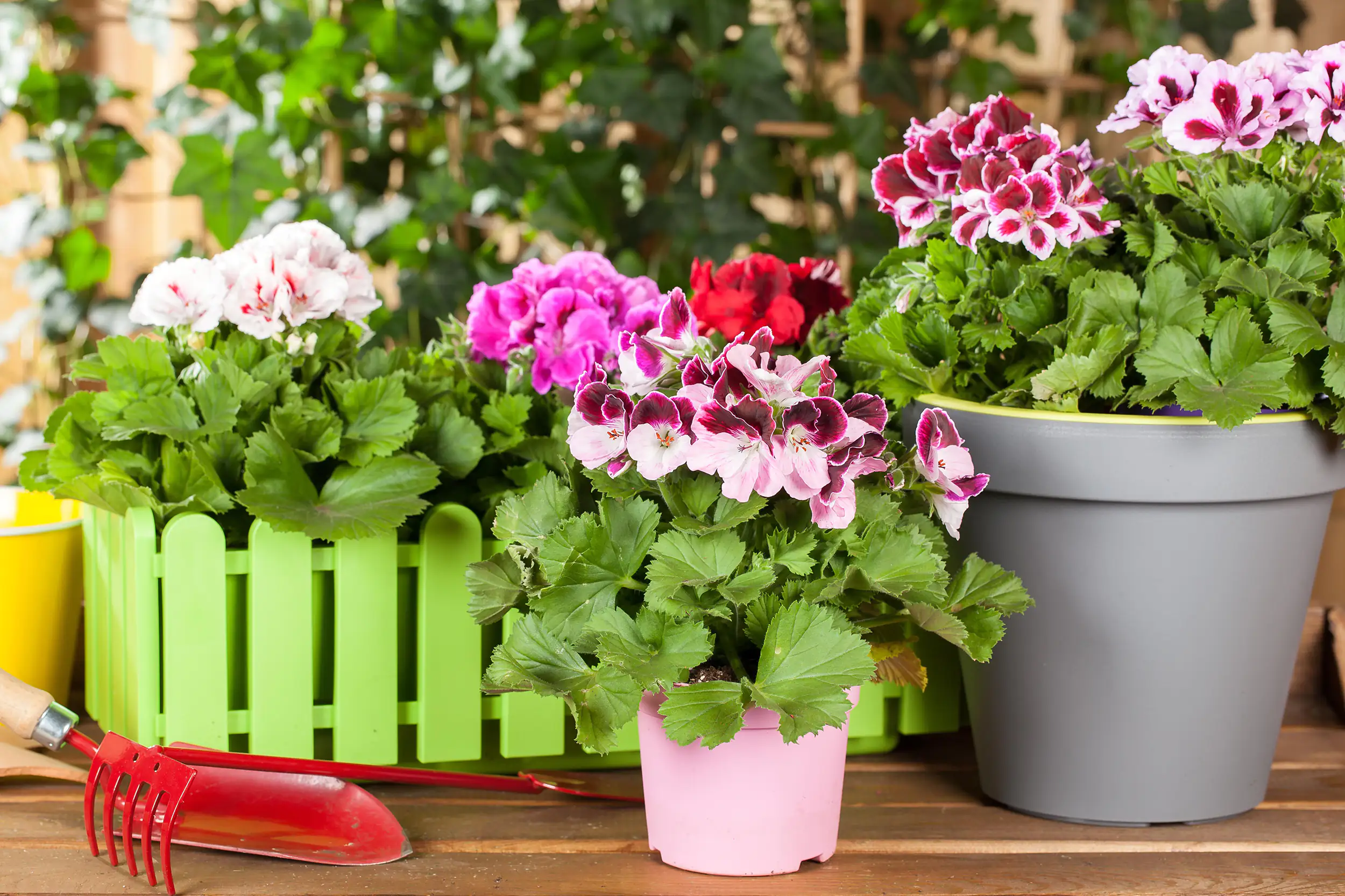 Edelgeranie Pelarganium Grandiflorum 12 cm Topf