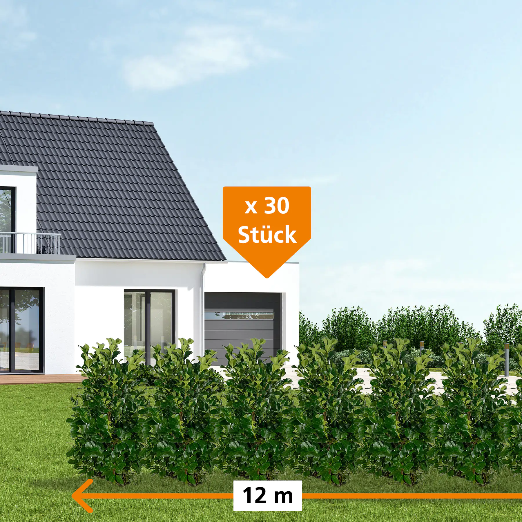 Kirschlorbeer Etna Prunus laur. Etna H 60 - 80 cm, 30 Stück