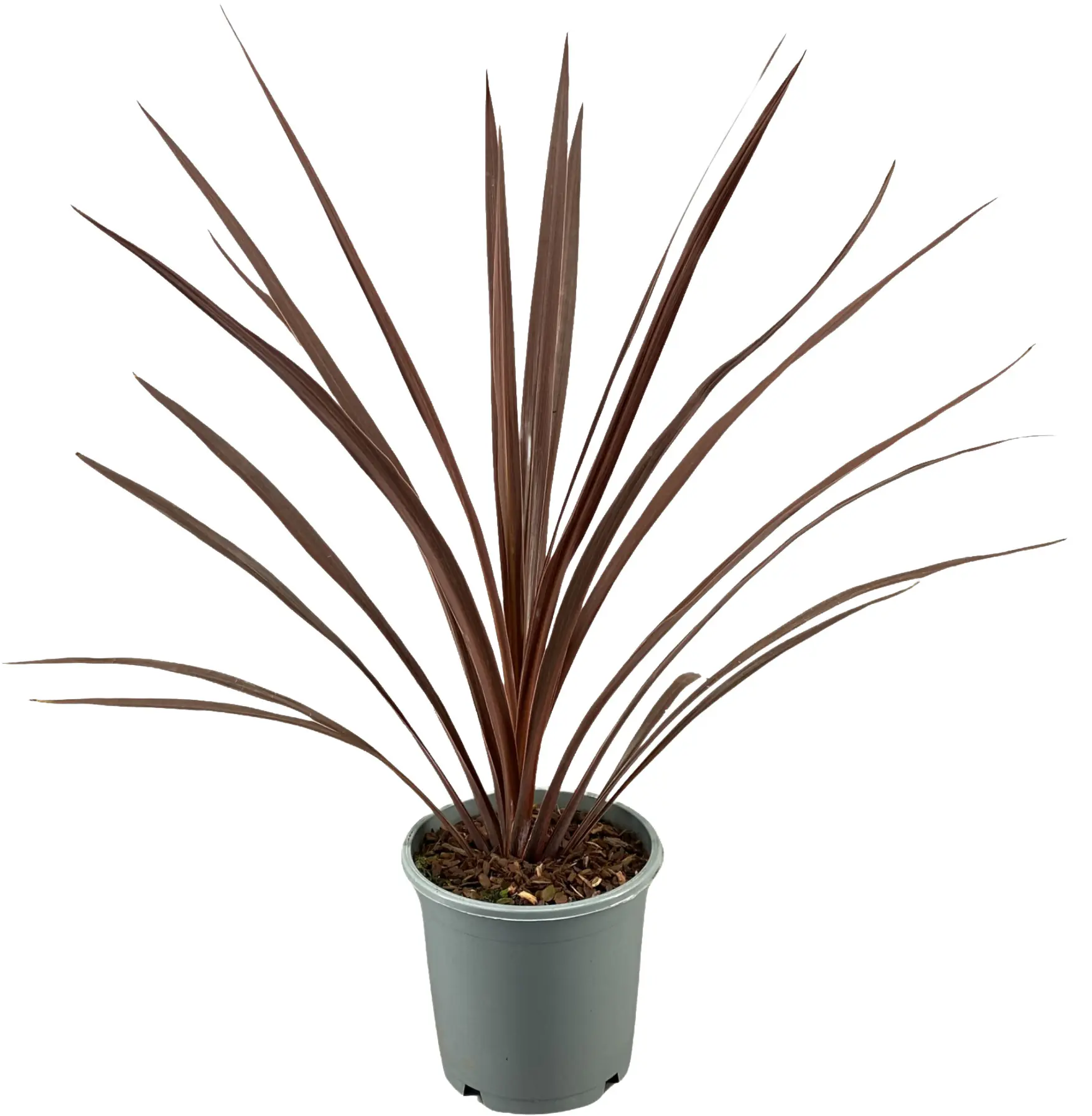 Keulenlilie Cordyline Australis 13 cm Topf