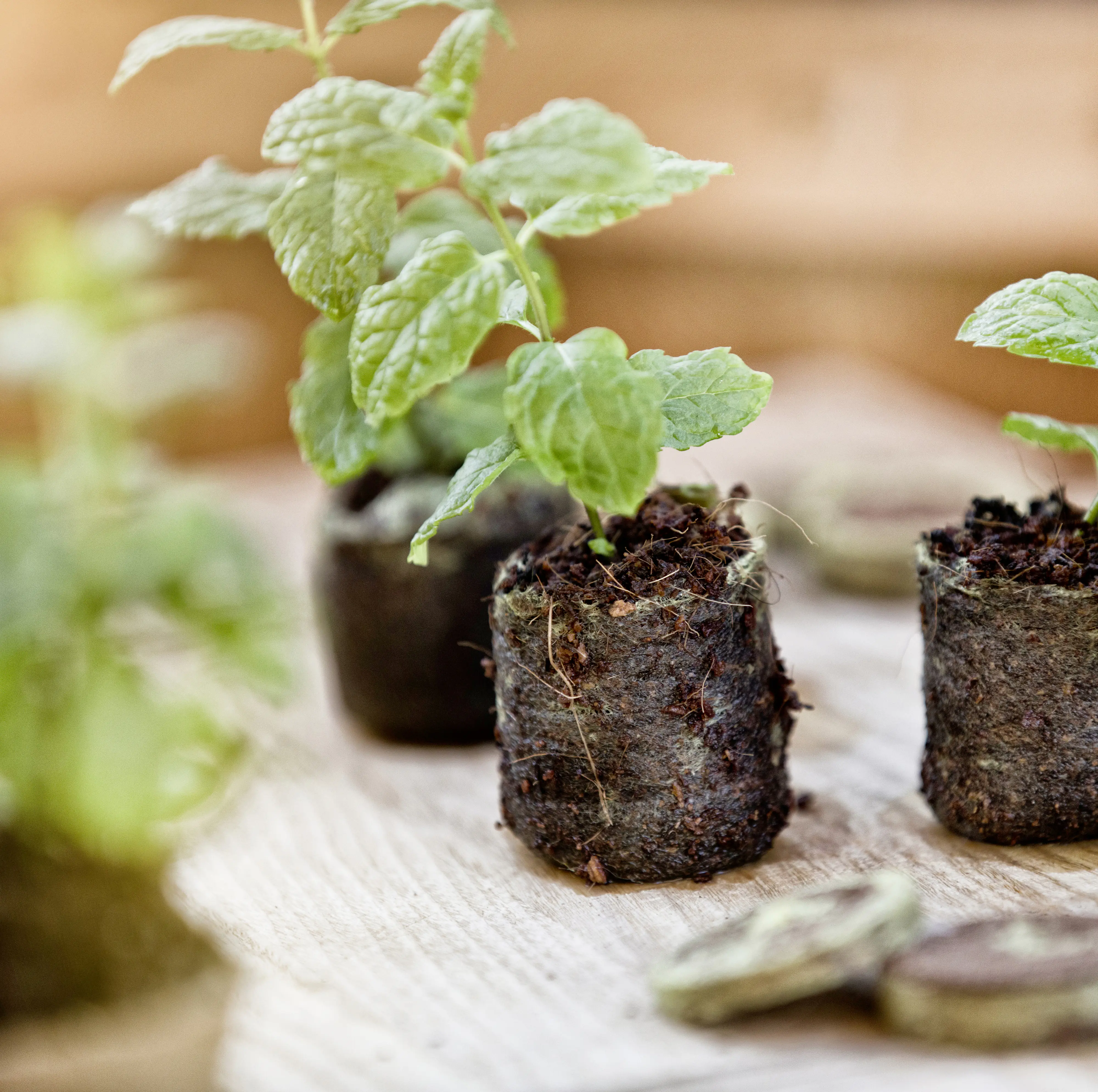 Windhager Kokosquelltabs 3,5 cm, 50 Stück