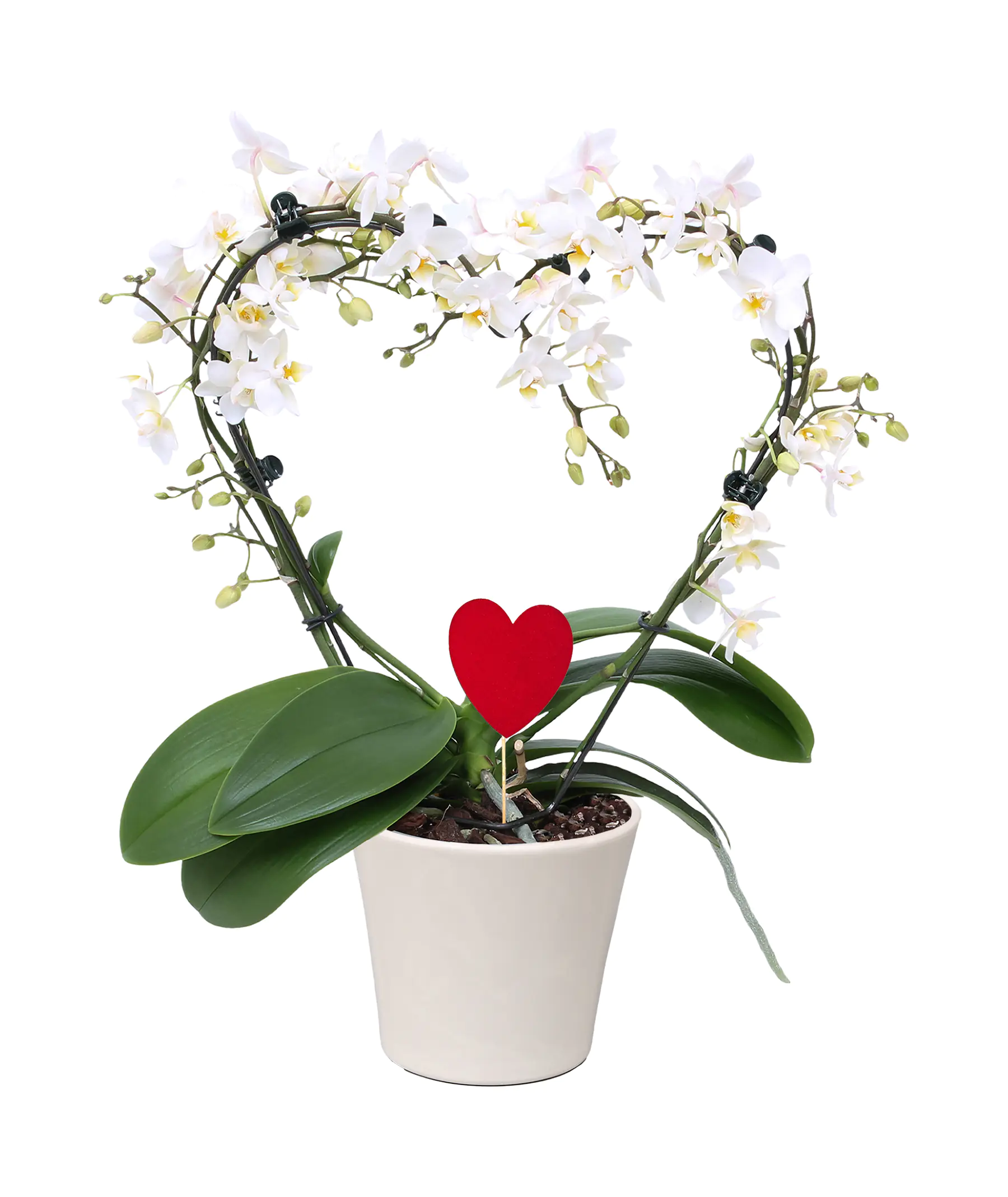 Phalaenopsis Multiflora im 12 cm Keramiktopf, ca. 39 cm hoch Phalaenopsis Multiflora im 12 cm Keramiktopf, ca. 39 cm hoch