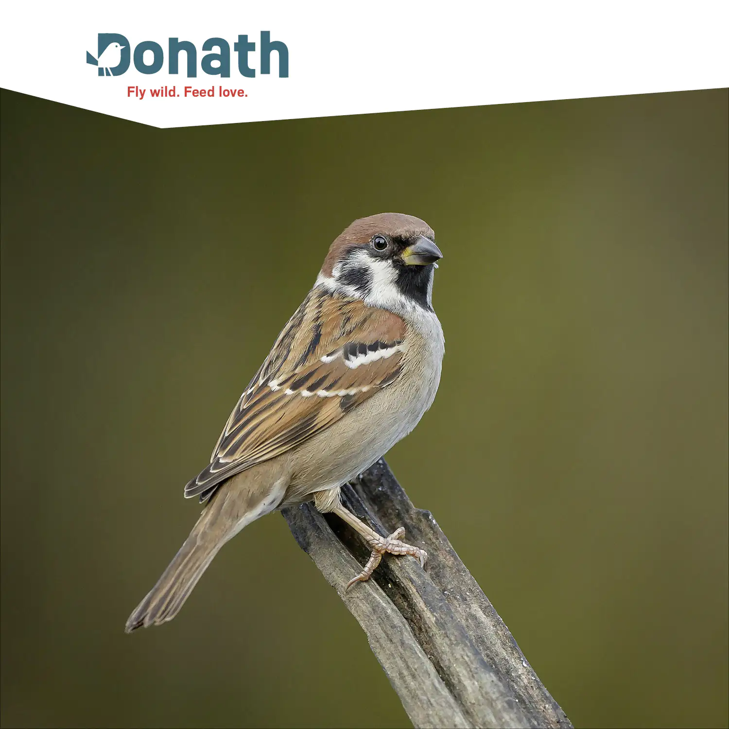 4260681740565_2833968 Donath Meisenknödel Energie-Knödel Insekten 6 Stück im Bio-Netz