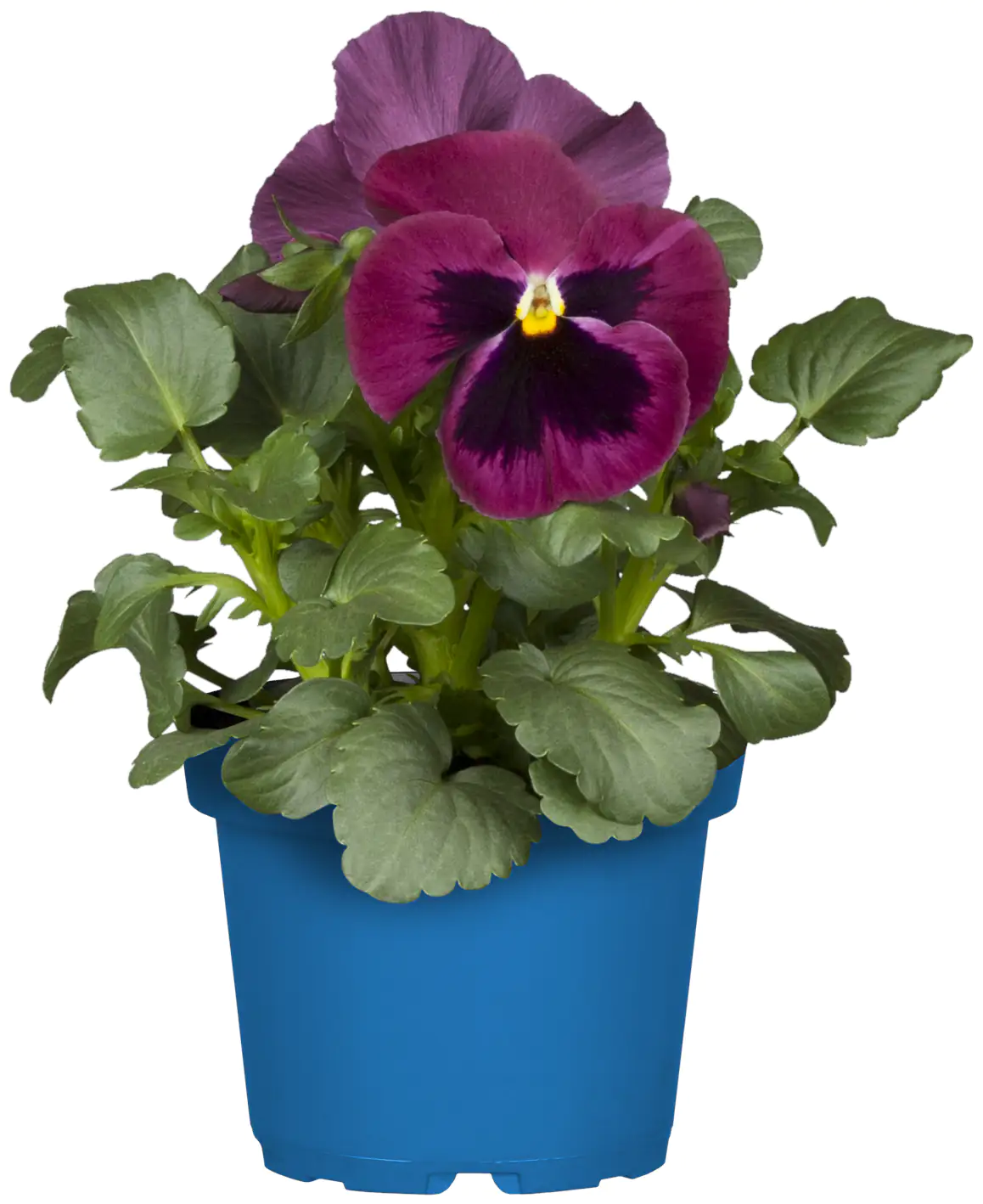 Bio Stiefmütterchen Viola wittrockiana 10,5 cm Topf