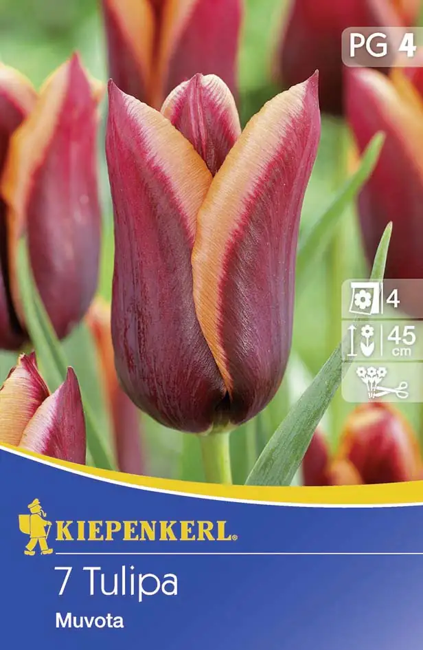 Kiepenkerl Blumenzwiebel Tulpe Muvota Tulipa x Hybrida, Inhalt: 7 Stück Kiepenkerl Blumenzwiebel Tulpe Muvota Tulipa x Hybrida, Inhalt: 7 Stück