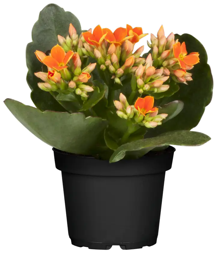 Flammendes Käthchen orange gefüllt Kalanchoe H ca. 15 cm 7 cm Topf