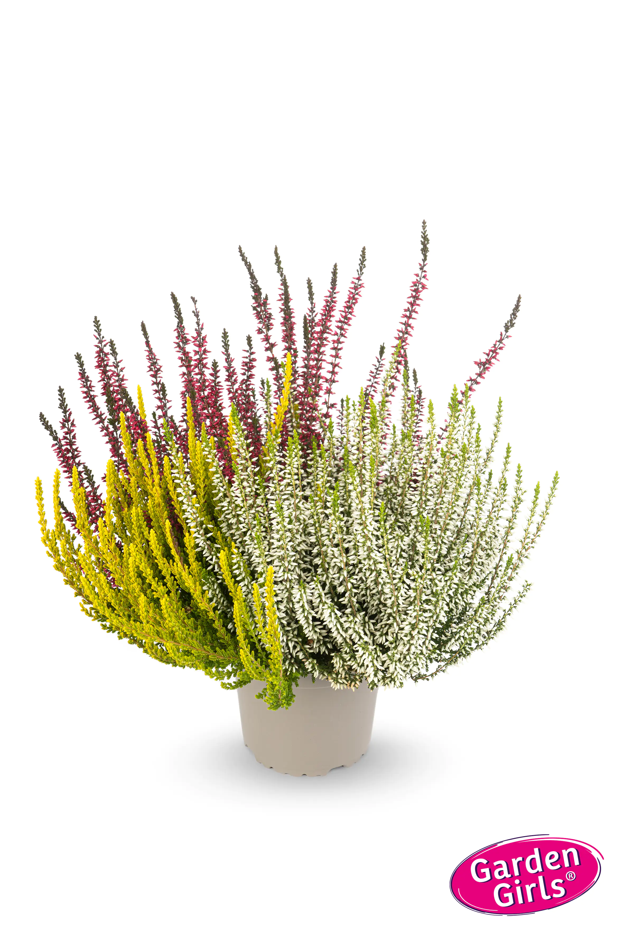 Heidekraut Calluna Garden Girls Trio 11 cm Topf Heidekraut Calluna Garden Girls Trio 11 cm Topf