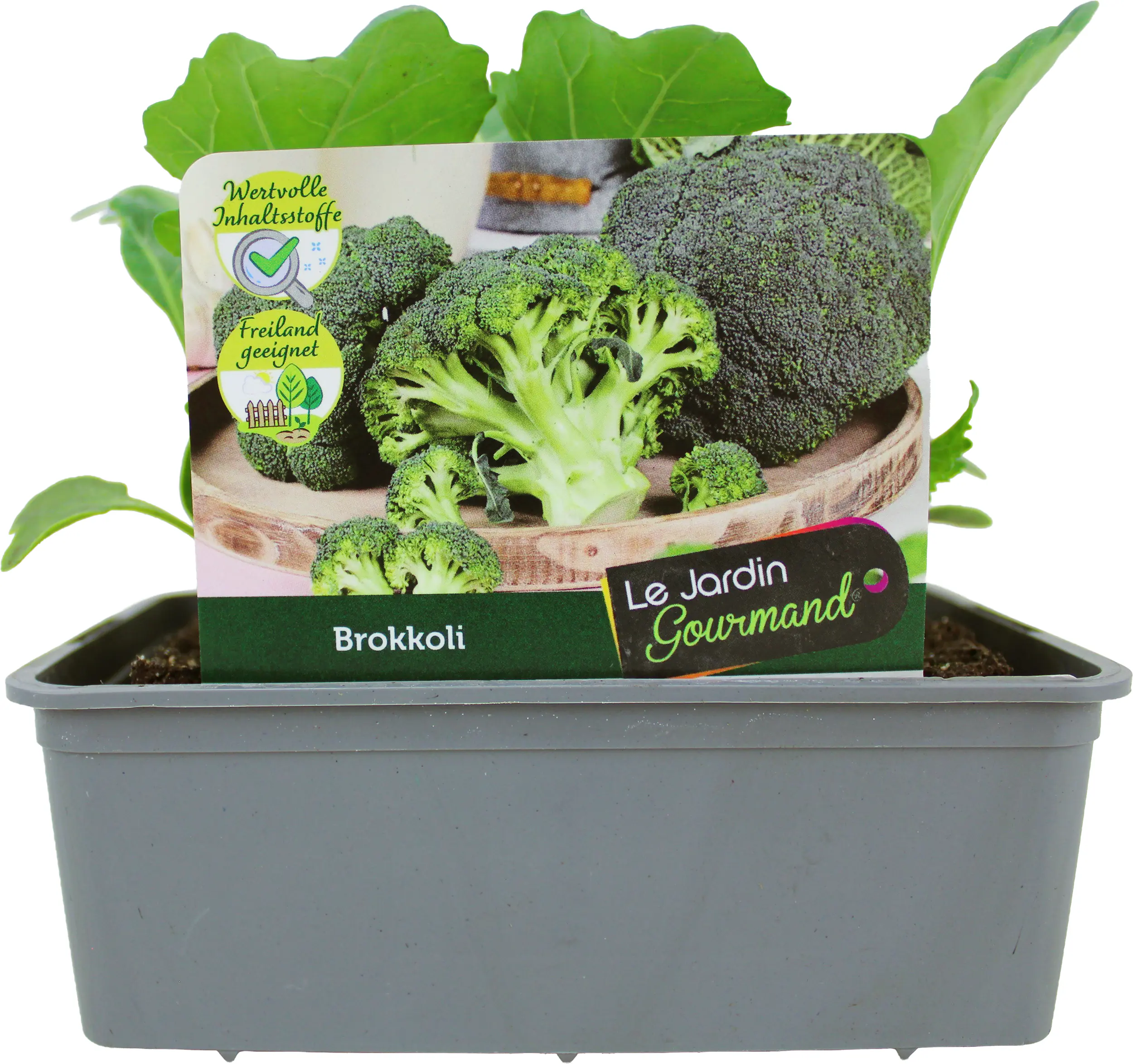 Kohlgemüse"Le Jardin Gourmand" Brokkoli 6er Schale