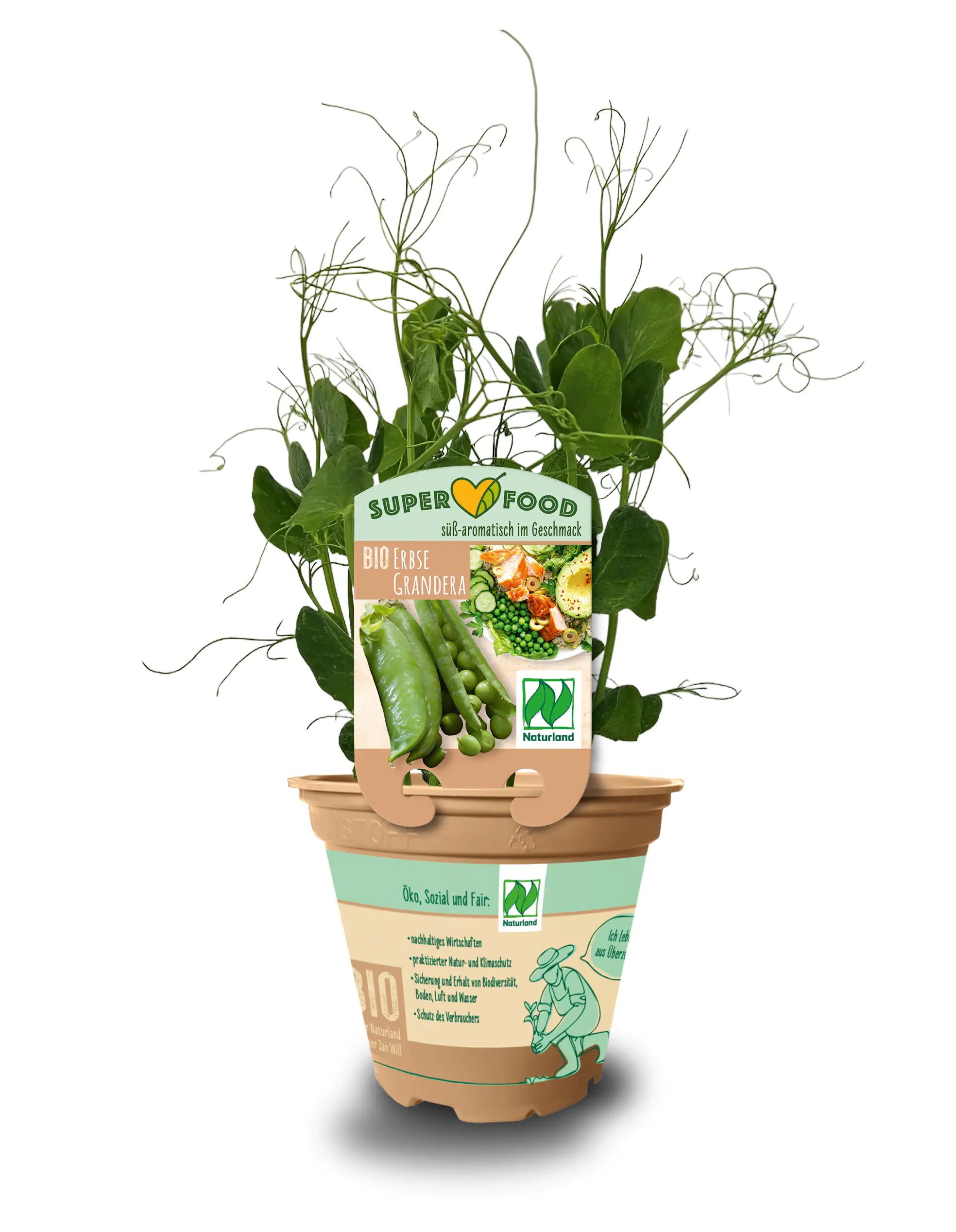 Pisum sativum Erbse 13 cm Topf