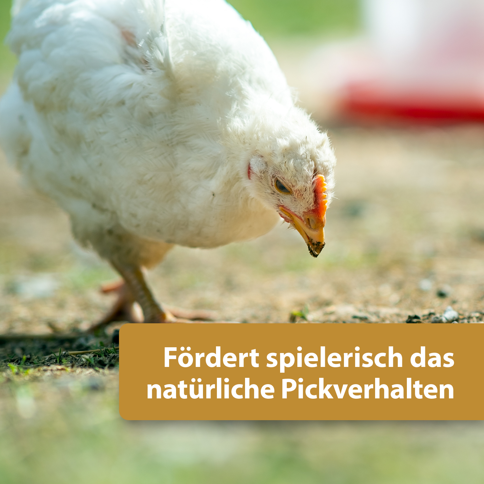 Quiko Hobbyfarming Fitness Kräuterball für Hühner und Geflügel 400 g