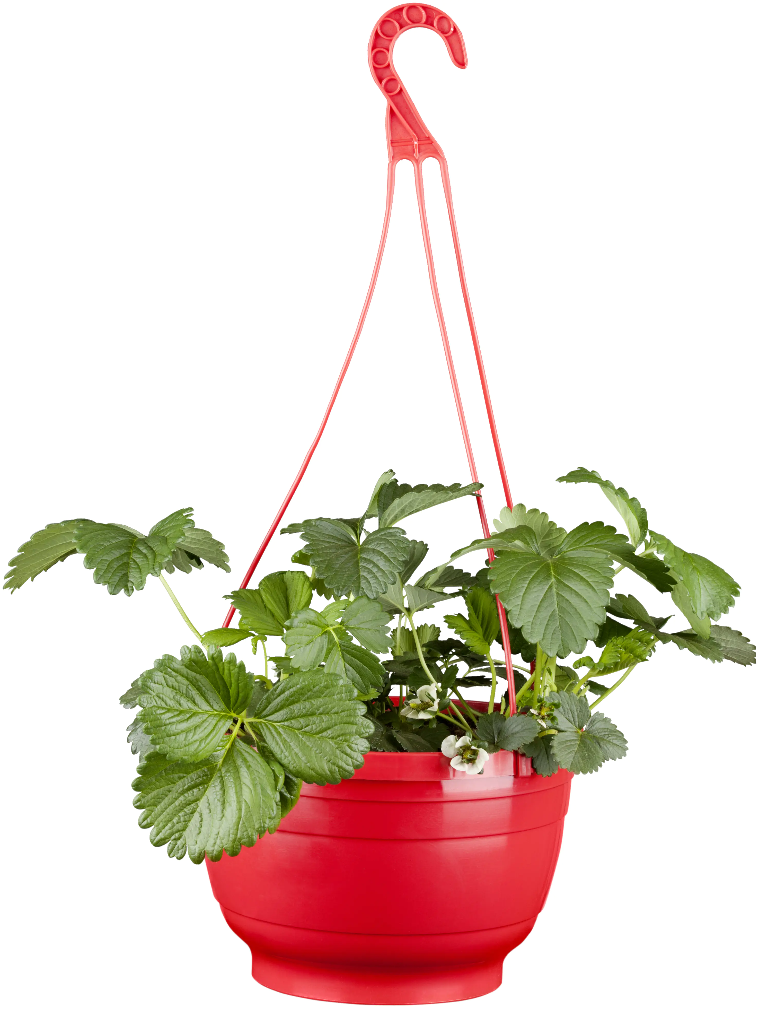 Fragaria Elan-Erdbeere 27 cm 