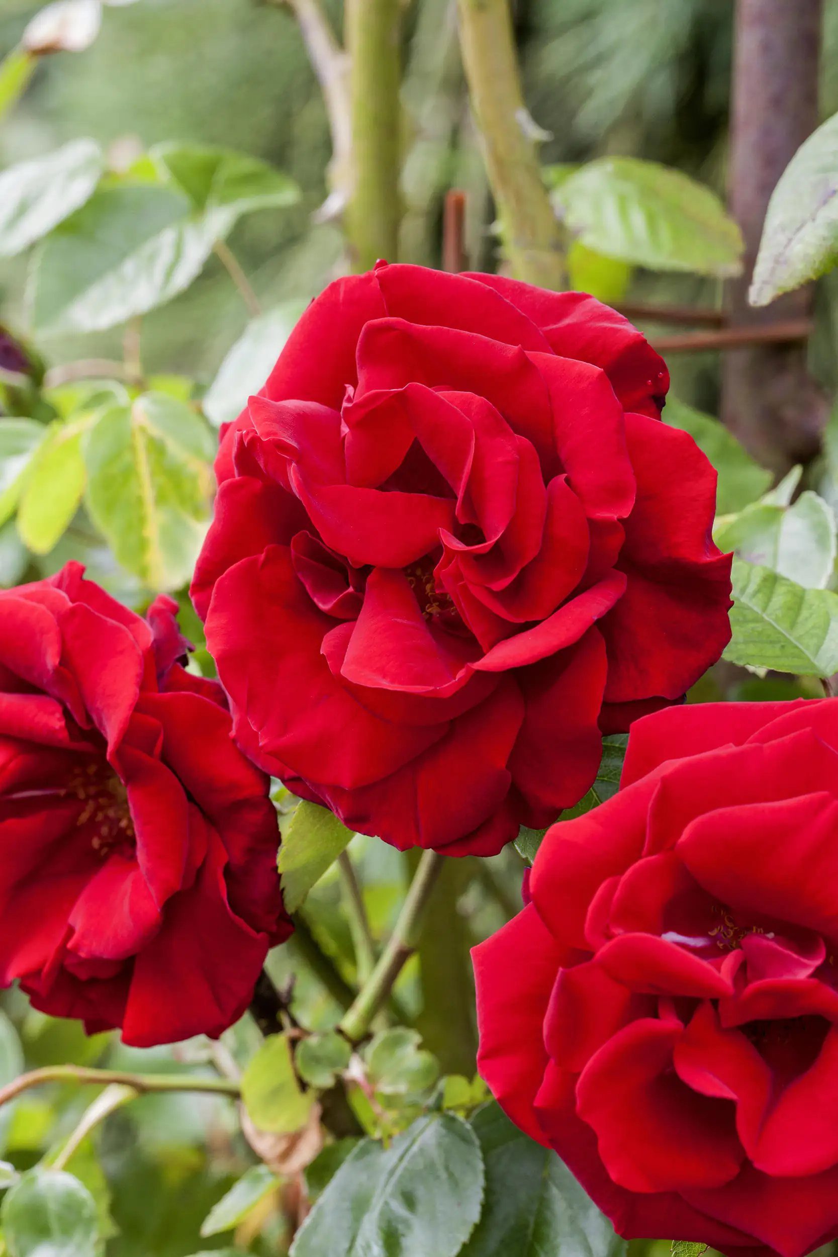 Freilandrose Meidenia Mix 2 L Container