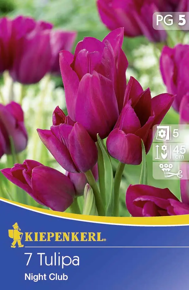 Kiepenkerl Blumenzwiebel Tulpe Night Club Tulipa x Hybrida, Inhalt: 7 Stück