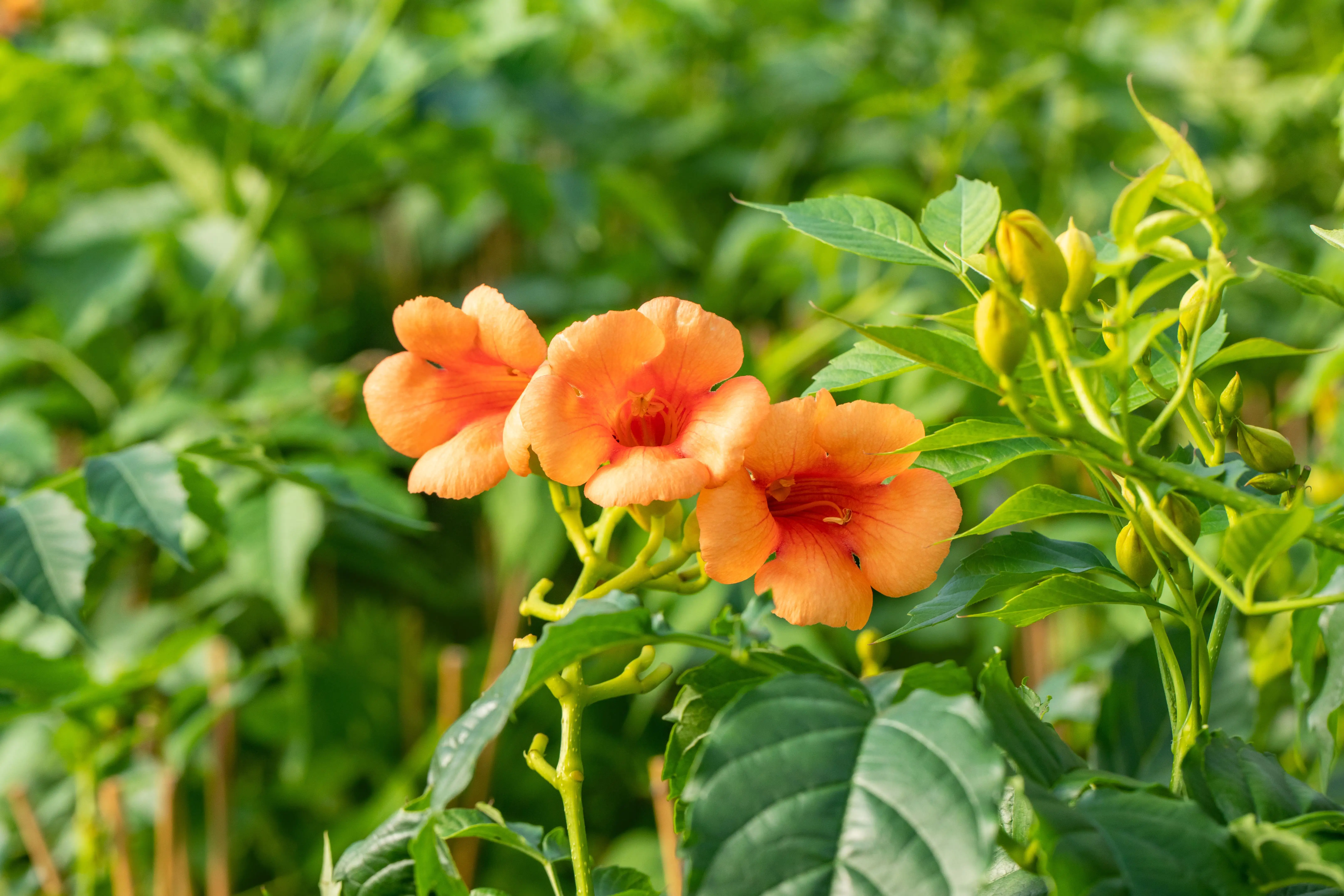 Trompetenblume Indian Summer 15 cm Roco Topf, 100 cm hoch