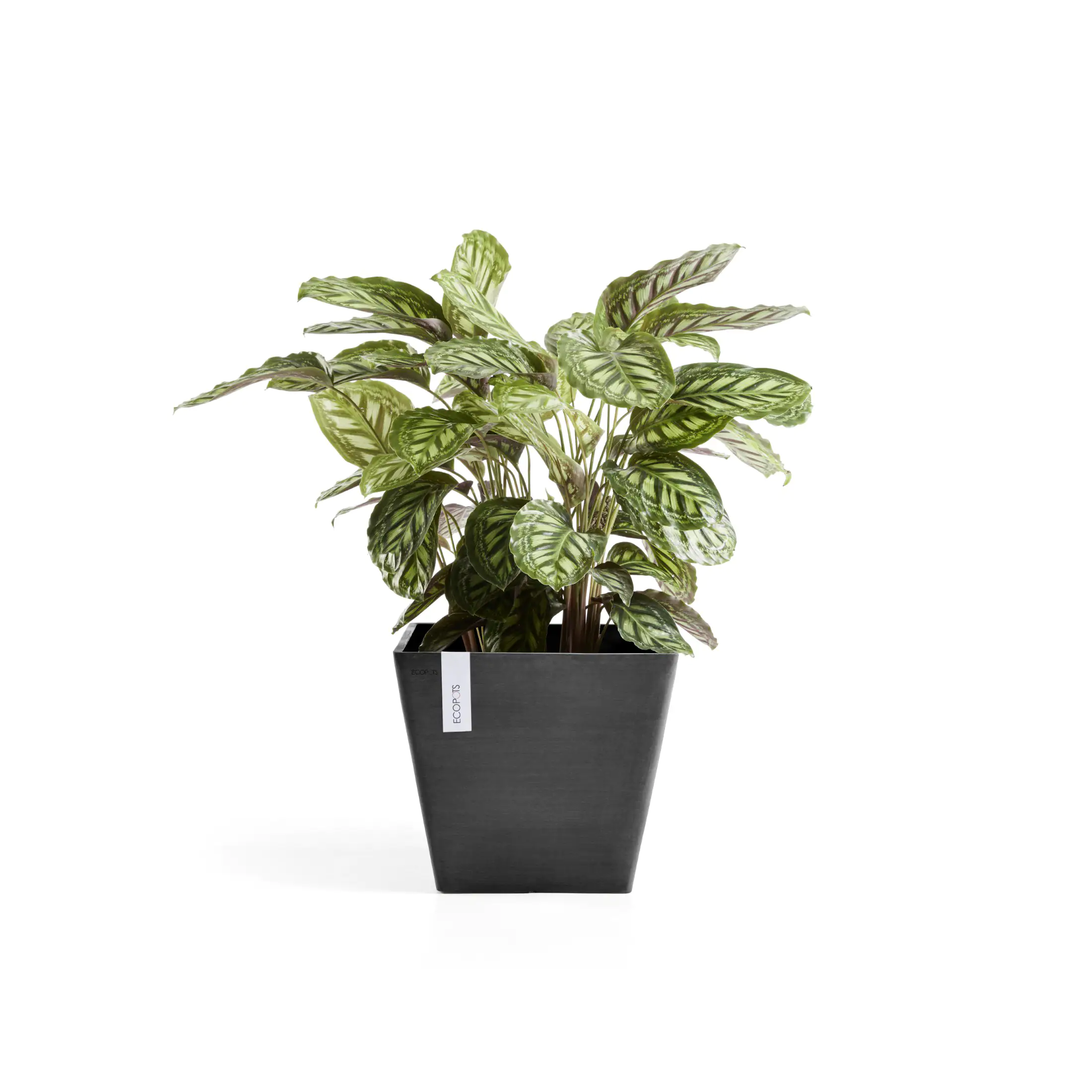 Ecopots Pflanztopf Rotterdam 40 x 40 x 35 cm dunkelgrau Ecopots Pflanztopf Rotterdam 40 x 40 x 35 cm dunkelgrau