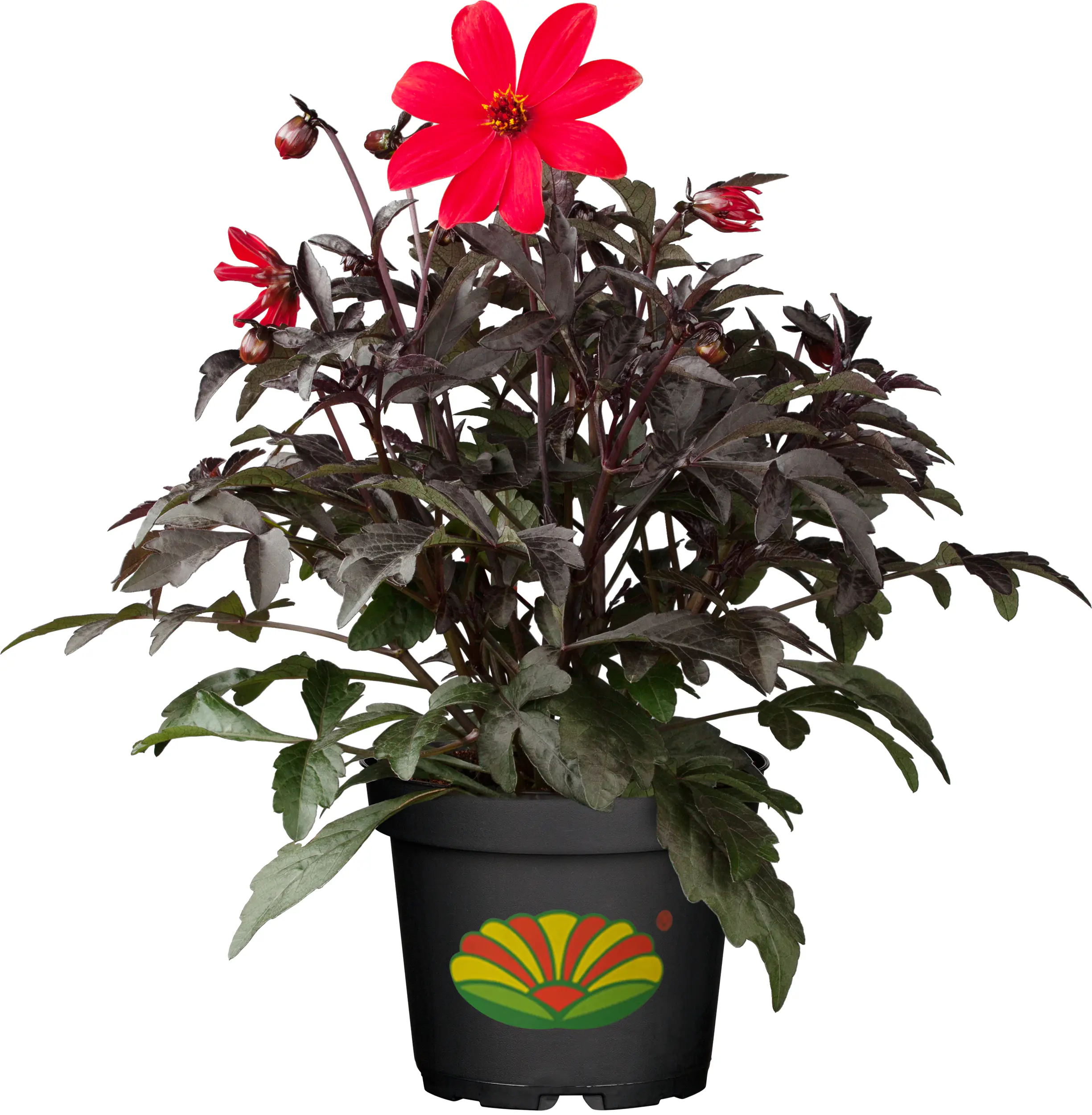 Dahlia in Sorten H ca 30 cm 23 cm Topf 