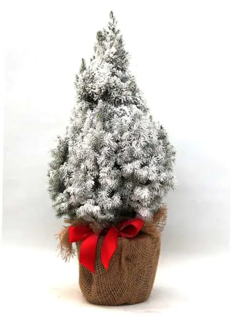 Dekorierte Zuckerhutfichte 23 cm Topf 80 cm hoch