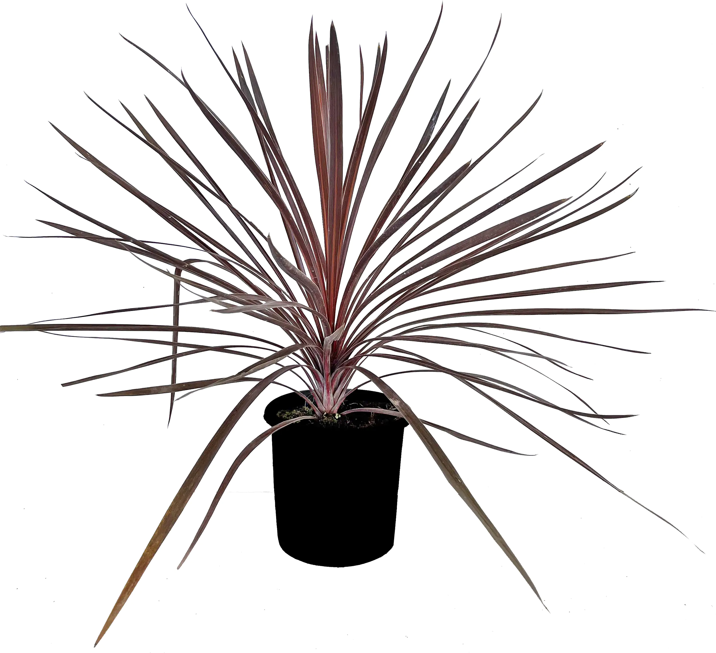 Keulenlilie Cordyline 20 cm Topf