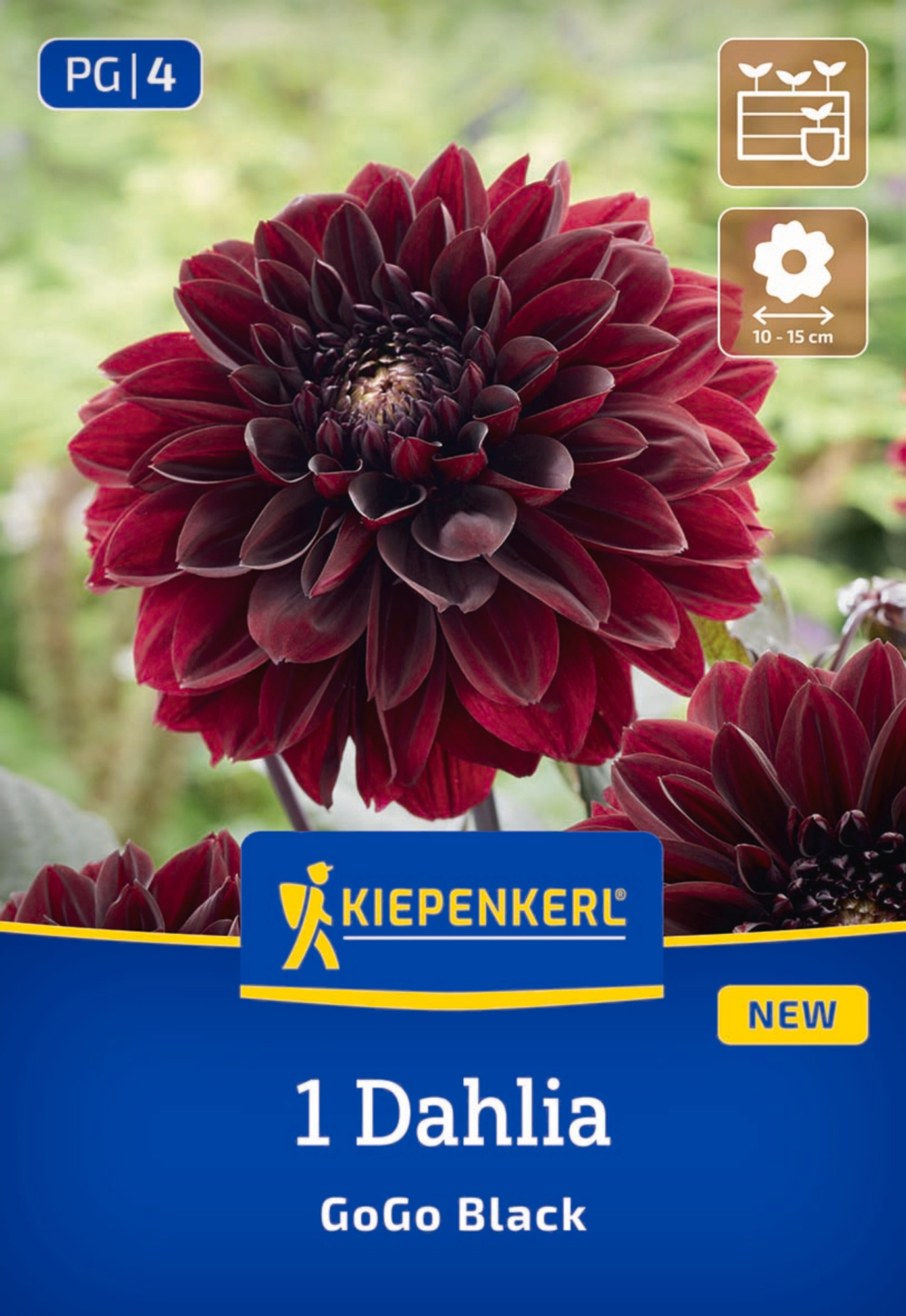 Kiepenkerl Frühjahrsblumenzwiebel Beet- & Kübel-Dahlie Go Go Black 1 Stück