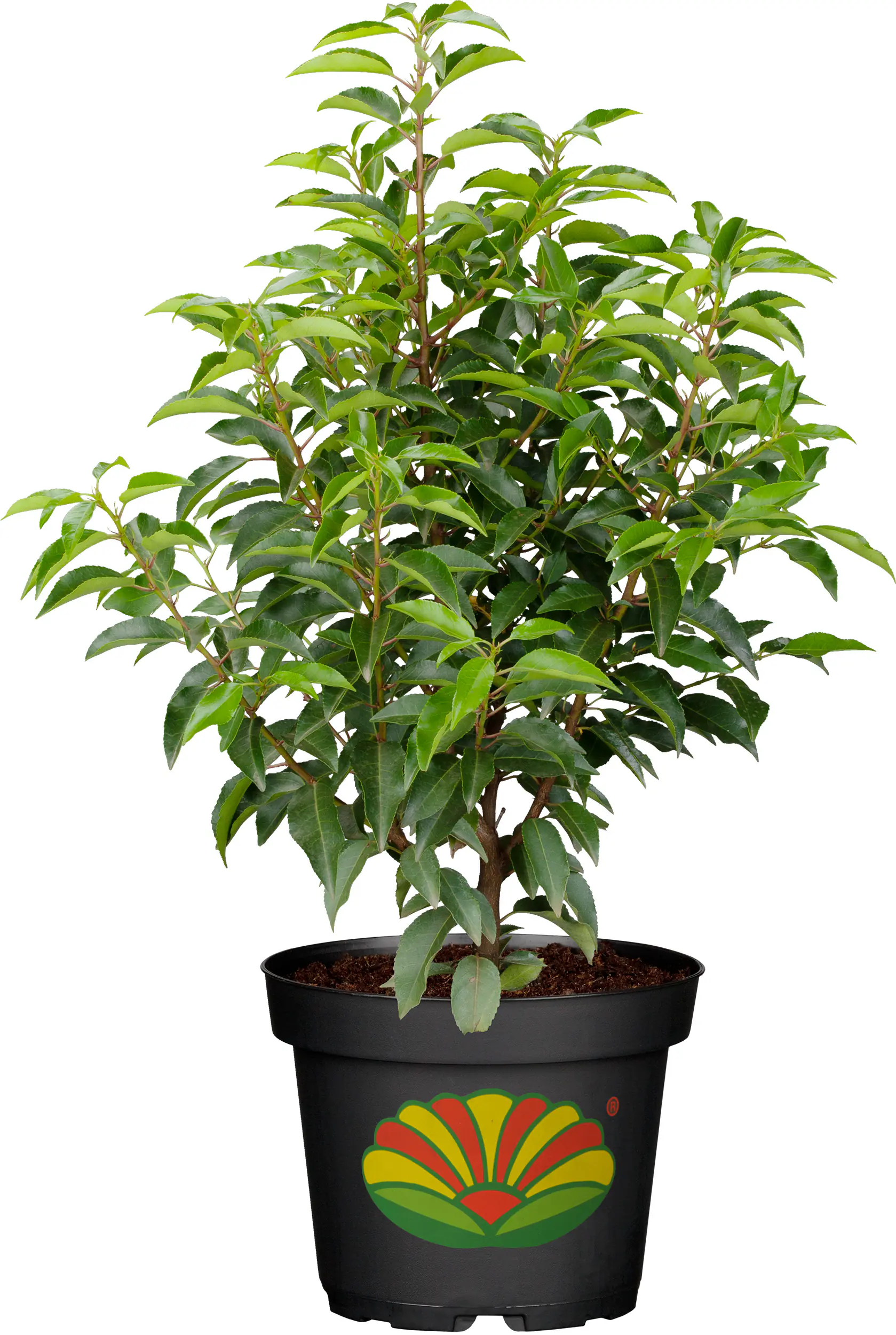 Portugiesischer Kirschlorbeer Prunus lusitanica 5 L Container
