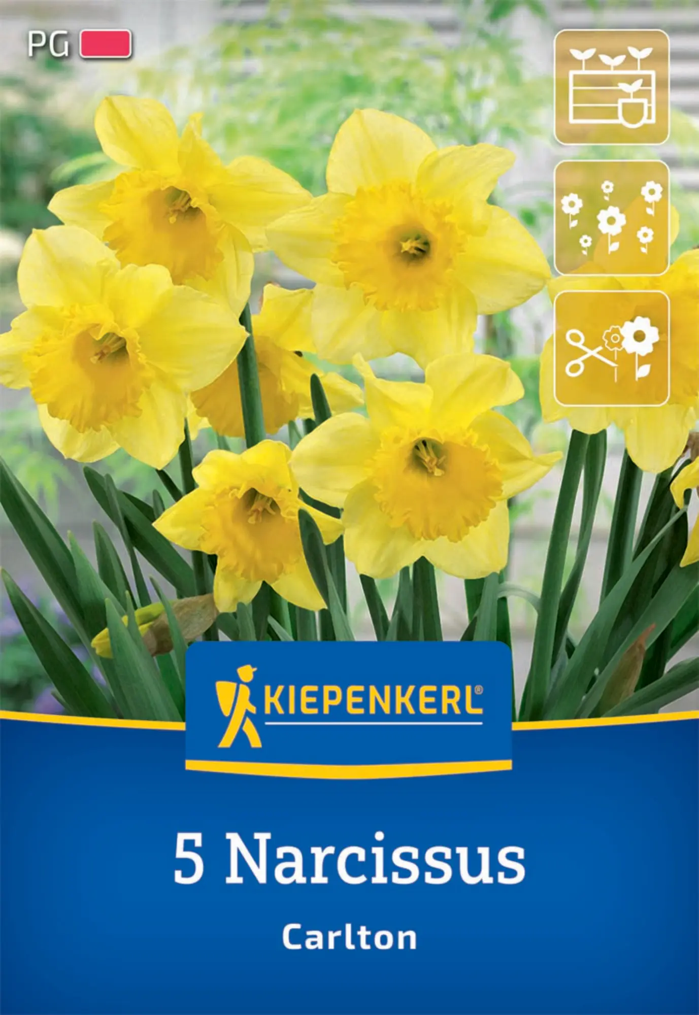 Kiepenkerl Herbstblumenzwiebel Narzisse Carlton 5 Pflanzen
