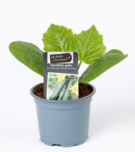 Zuchini grün 10,5 cm Topf