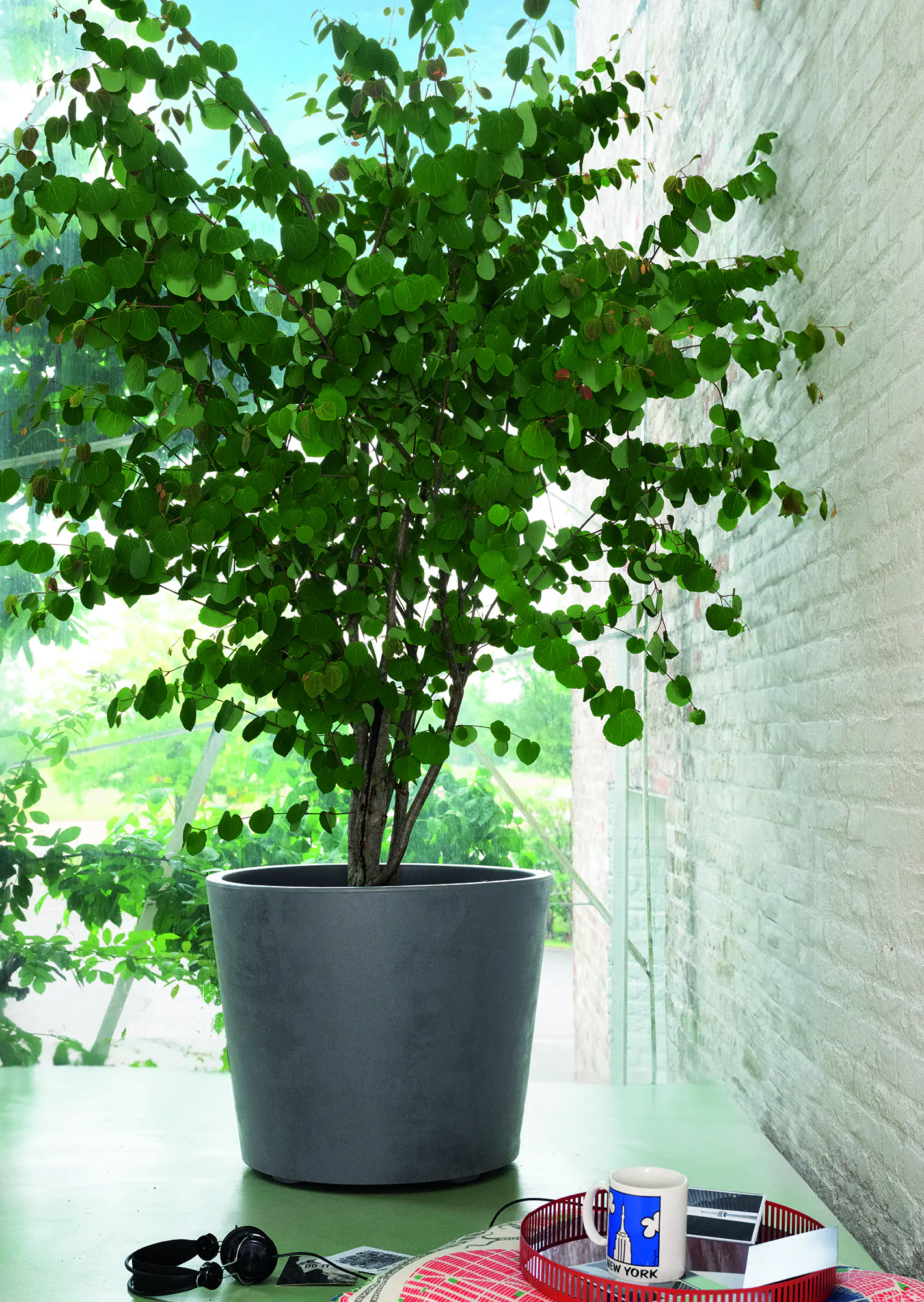 Deroma Pflanztopf Millennium Kunststoff 59 cm aschgrau mit Ablauflöchern Deroma Pflanztopf Millennium Kunststoff 59 cm aschgrau mit Ablauflöchern