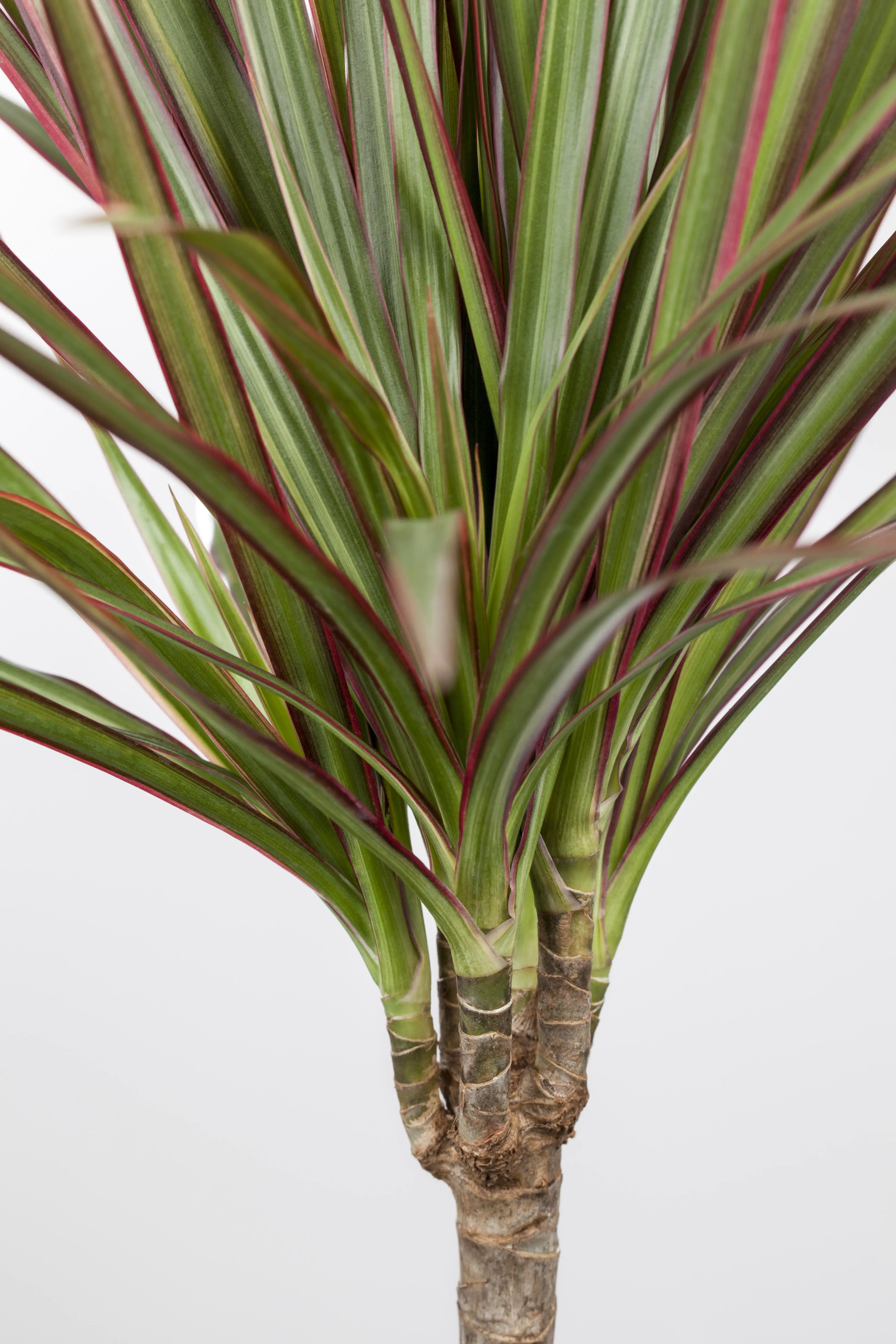 Drachenbaum Dracaena Bicolor 2-er Stamm H 30-10 cm 17 cm Topf