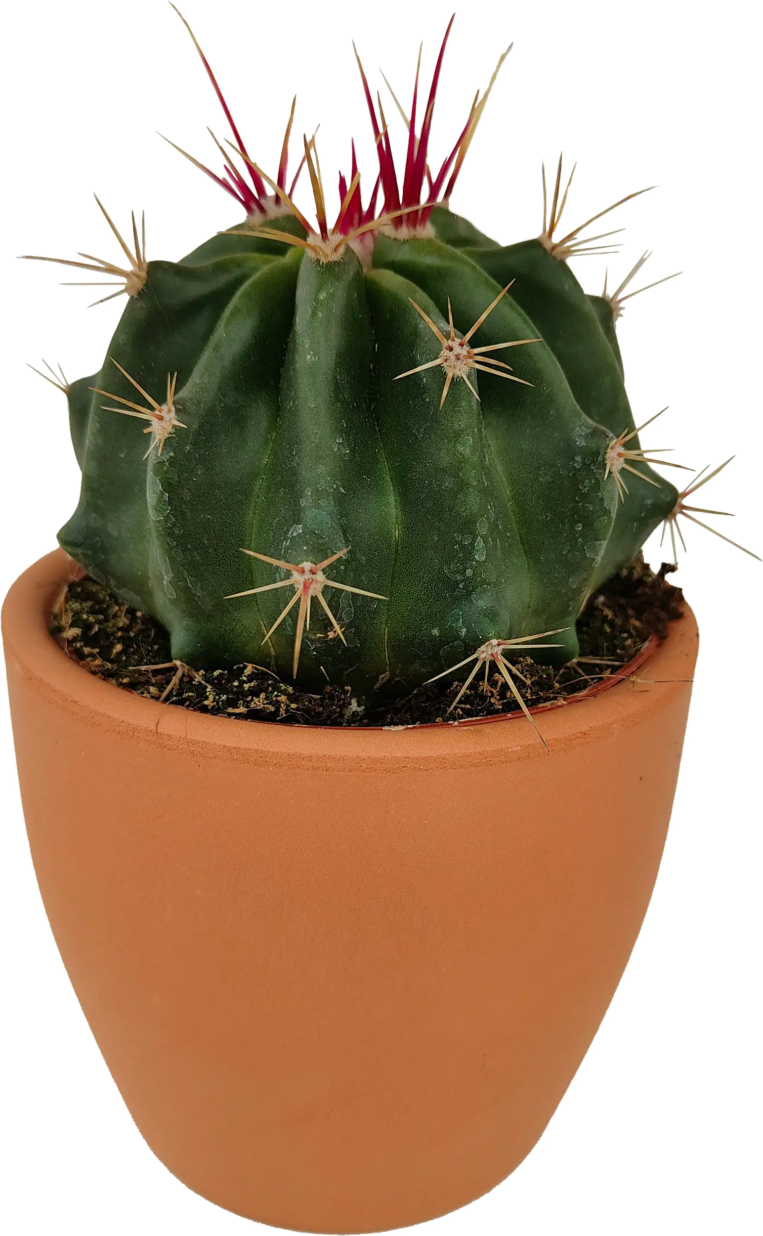 Kakteen Cactus in terracotta 8,5 cm Topf
