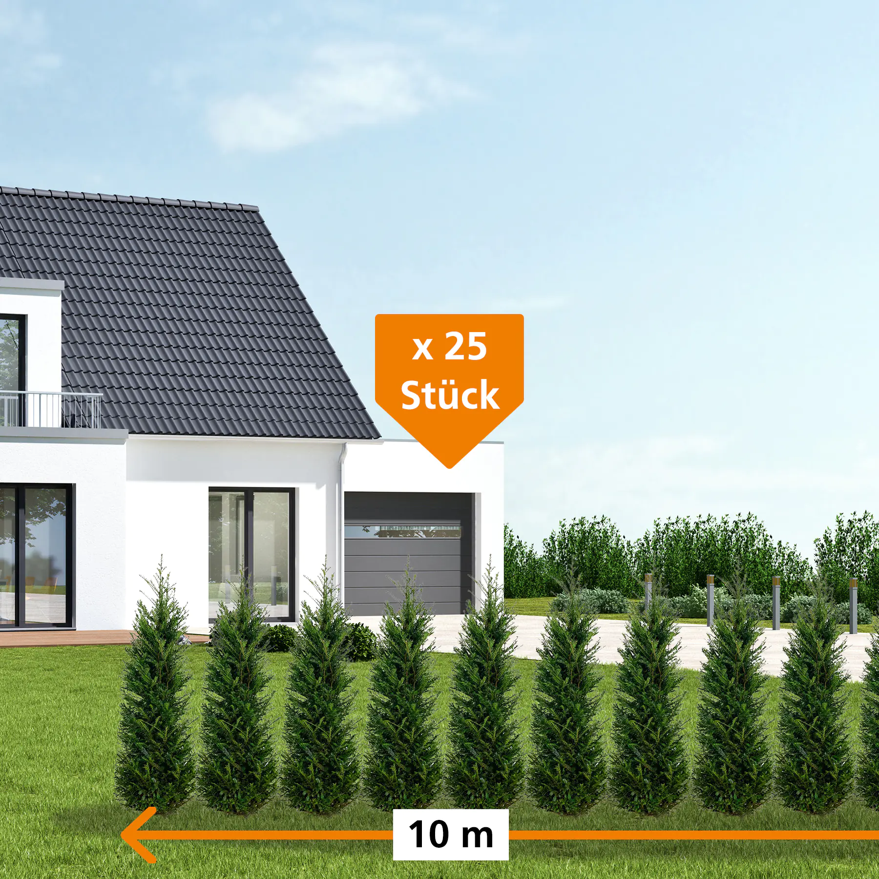 Heimische Eibe Taxus baccata H 60 - 80 cm, 25 Stück Heimische Eibe Taxus baccata H 60 - 80 cm, 25 Stück